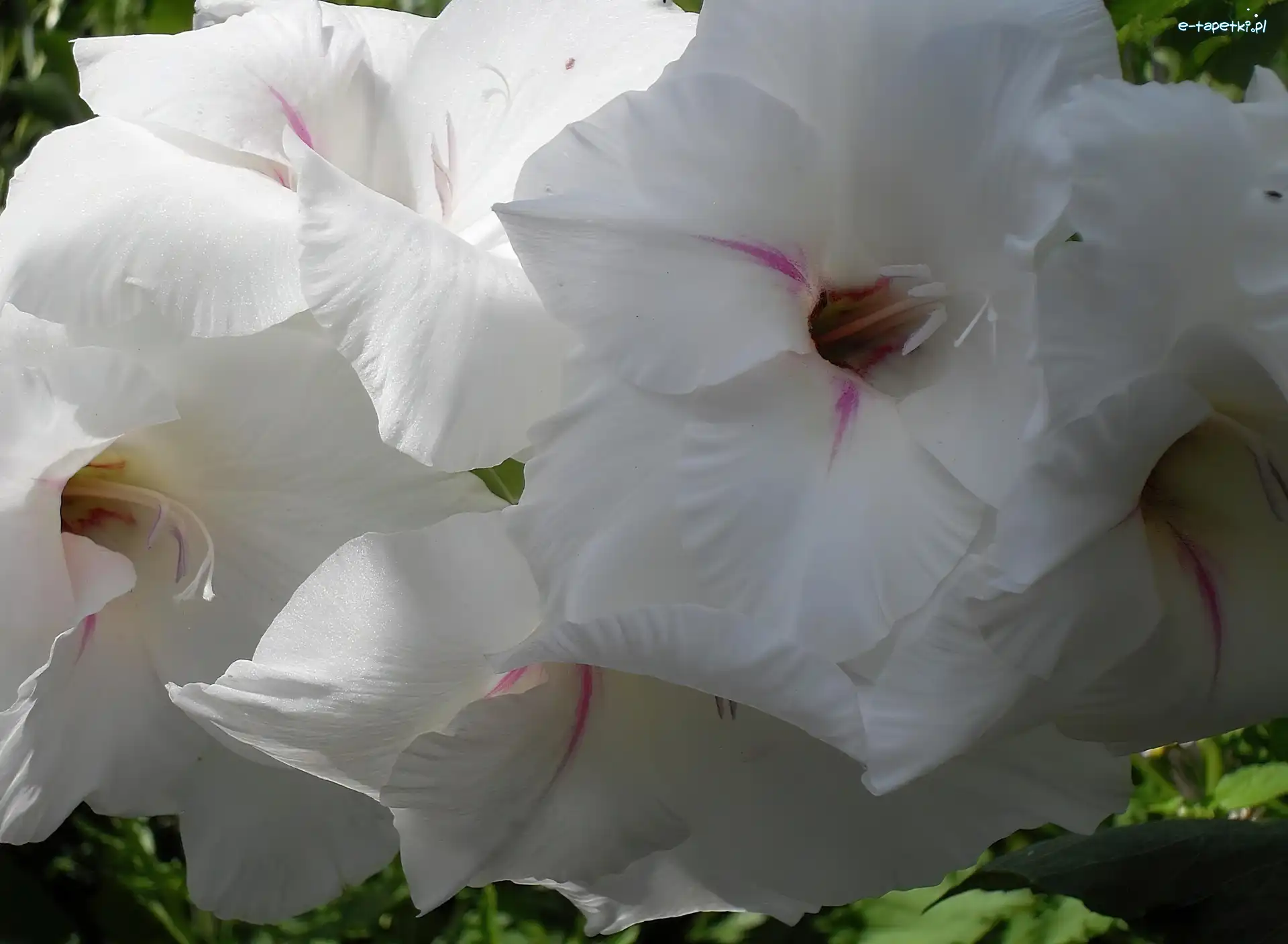Gladiola, Biała