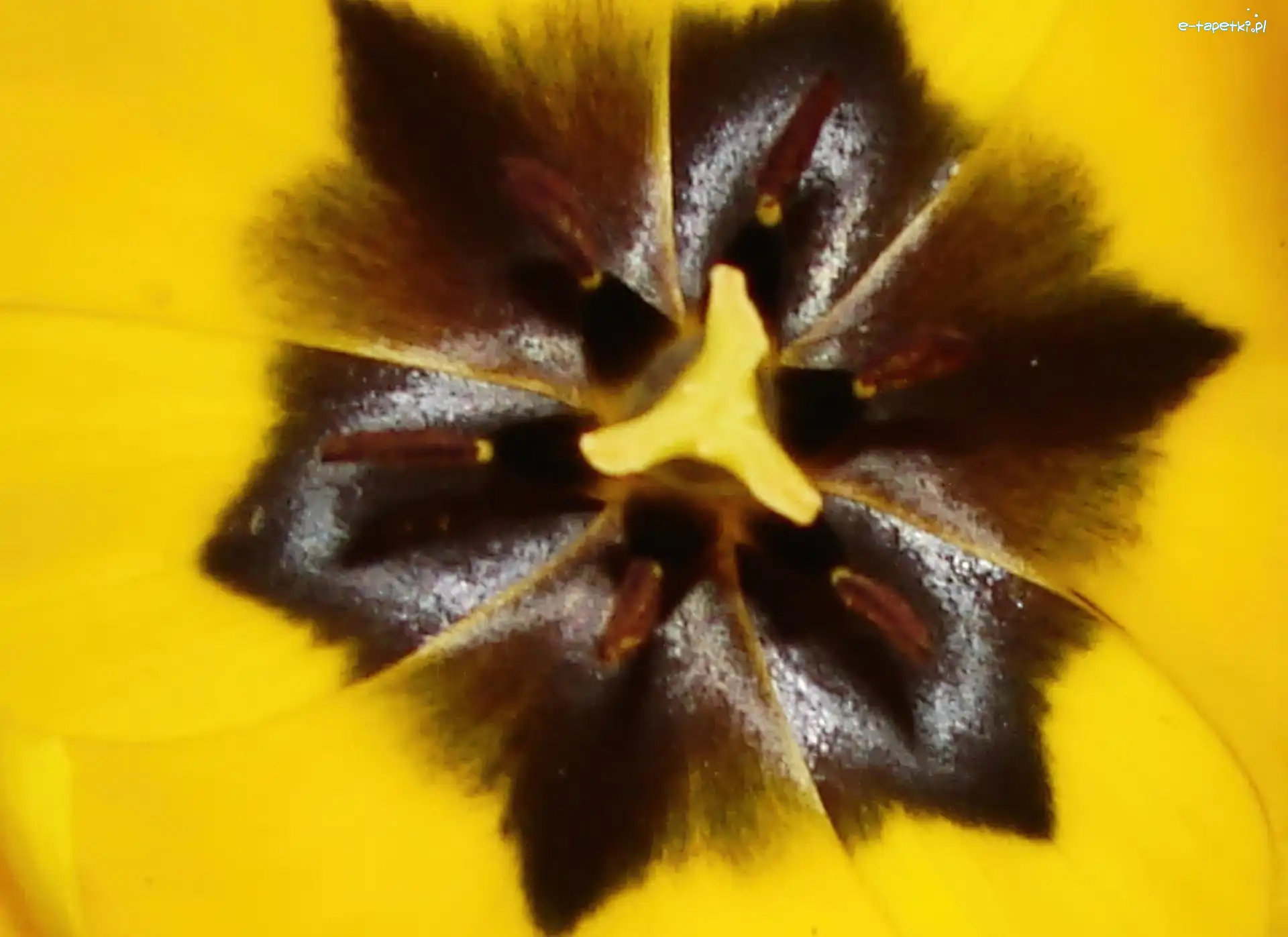 Tulipana, Żółtego, Środek