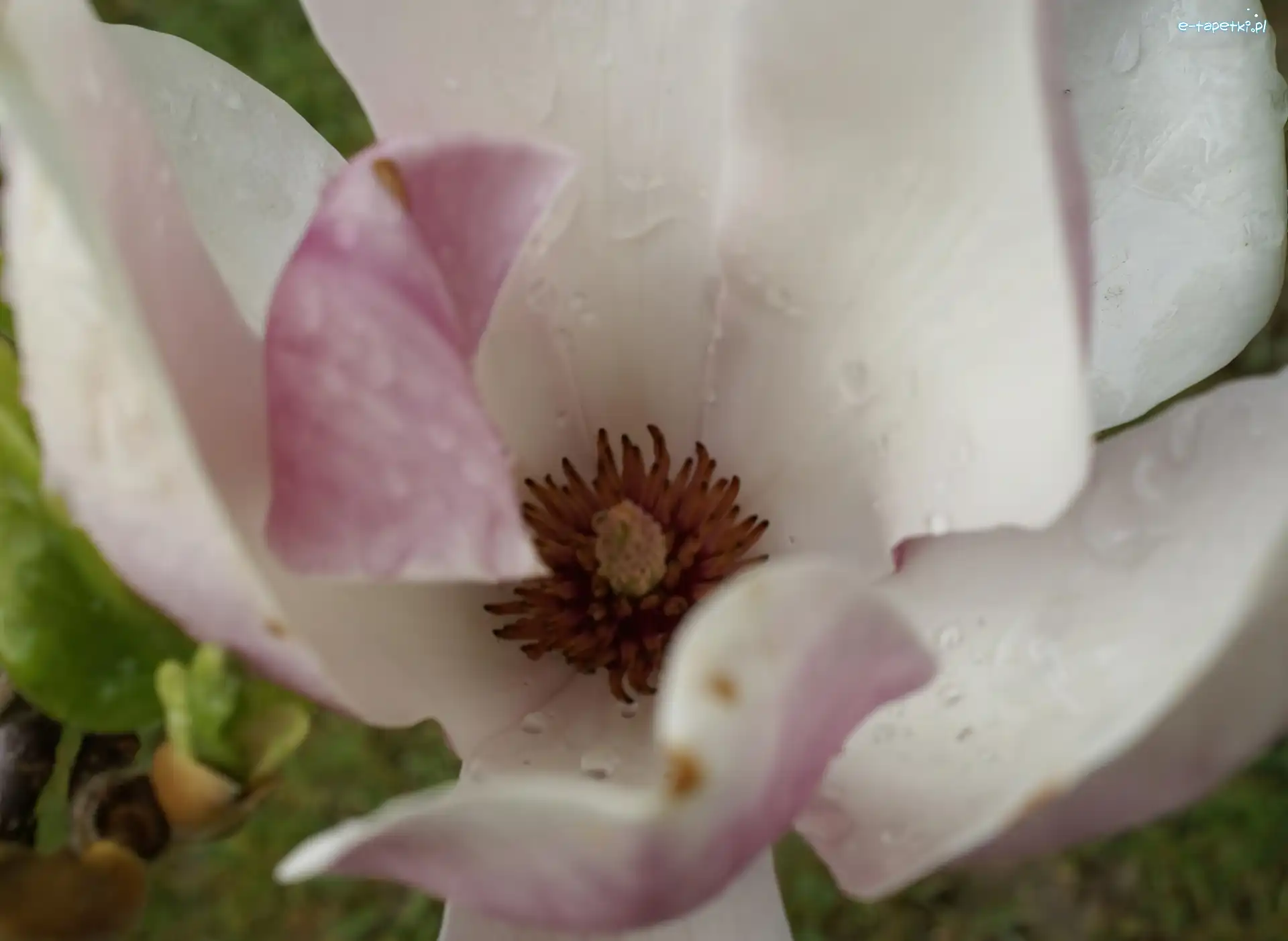 Magnolii, Kwiat