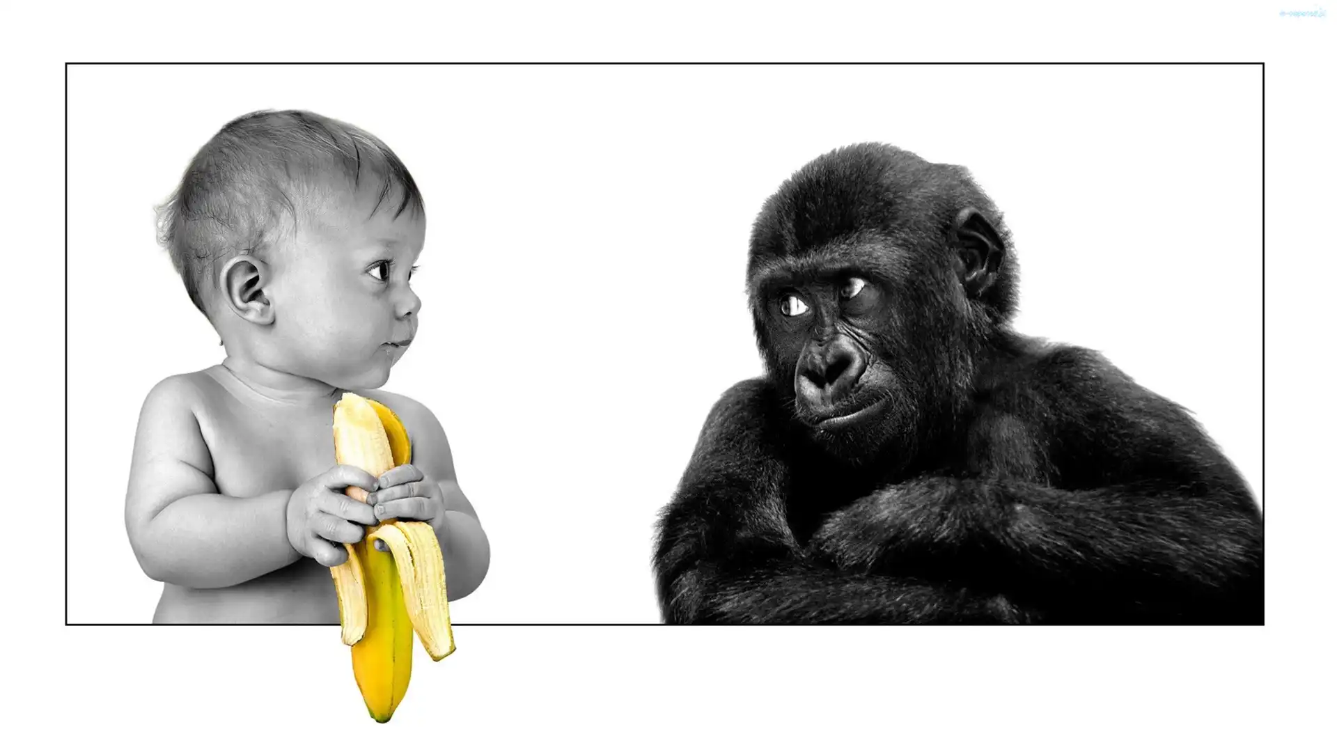 Banan, Małpa, Dziecko