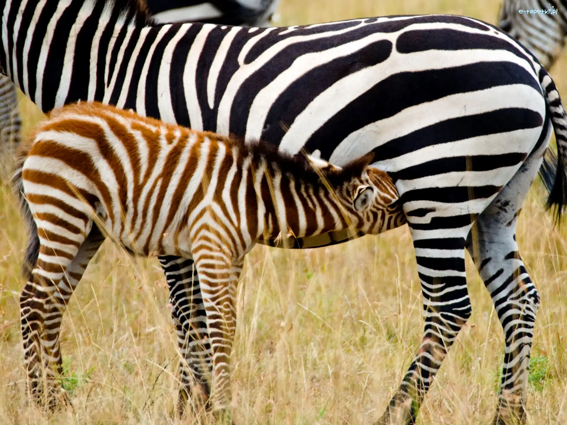 Źrebię, Zebra