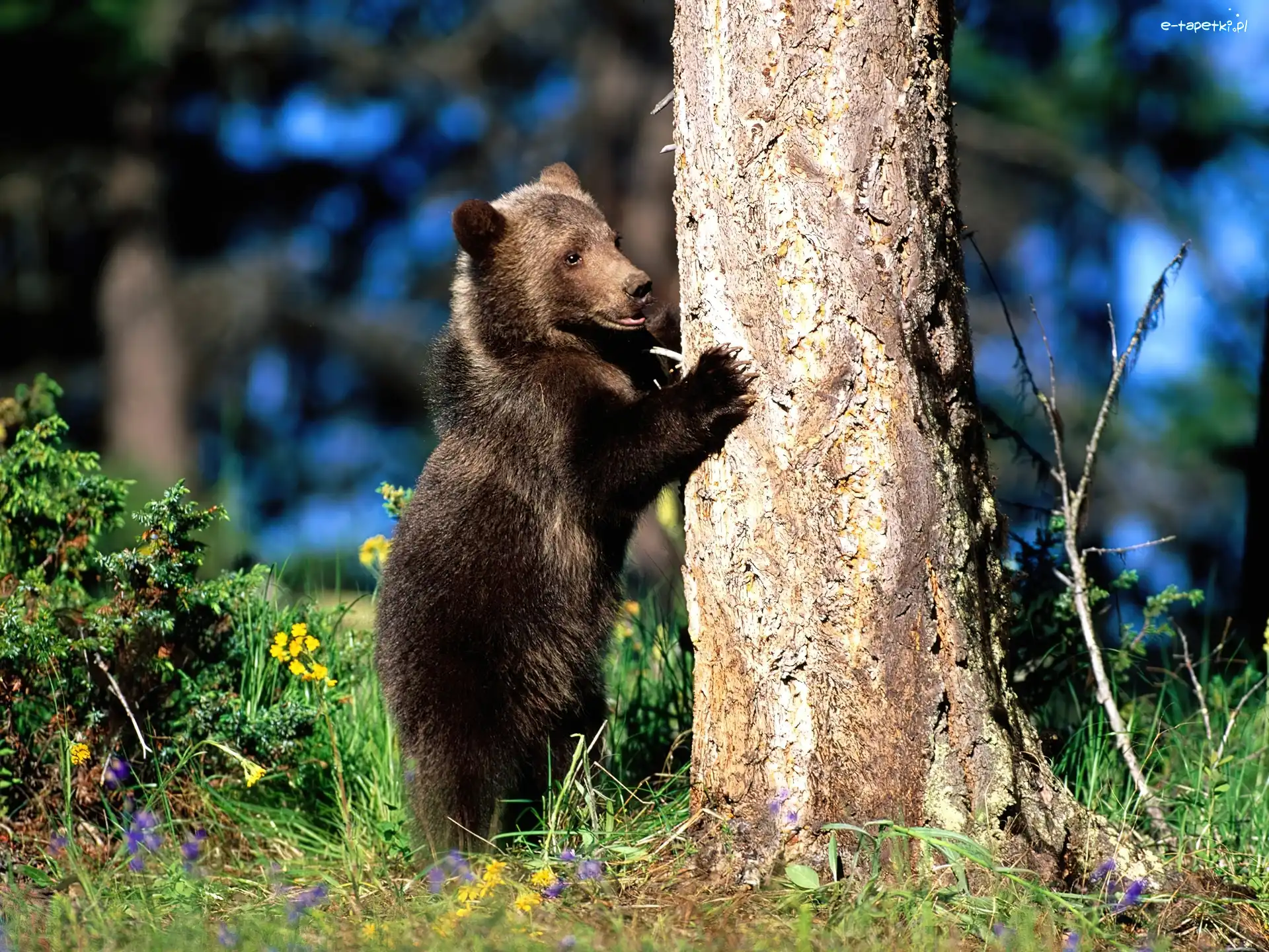 Krzewy, Drzewo, Grizzly