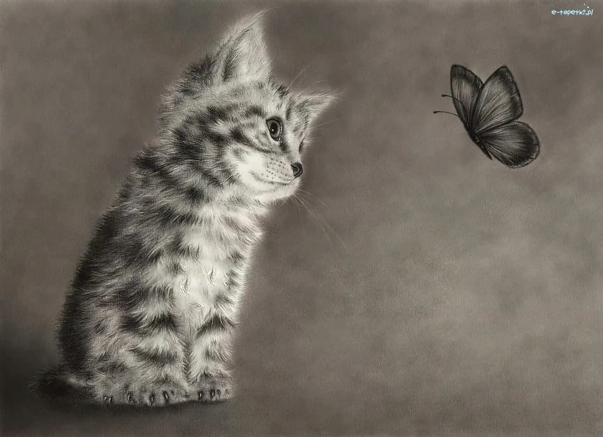 Motyl, Kotek