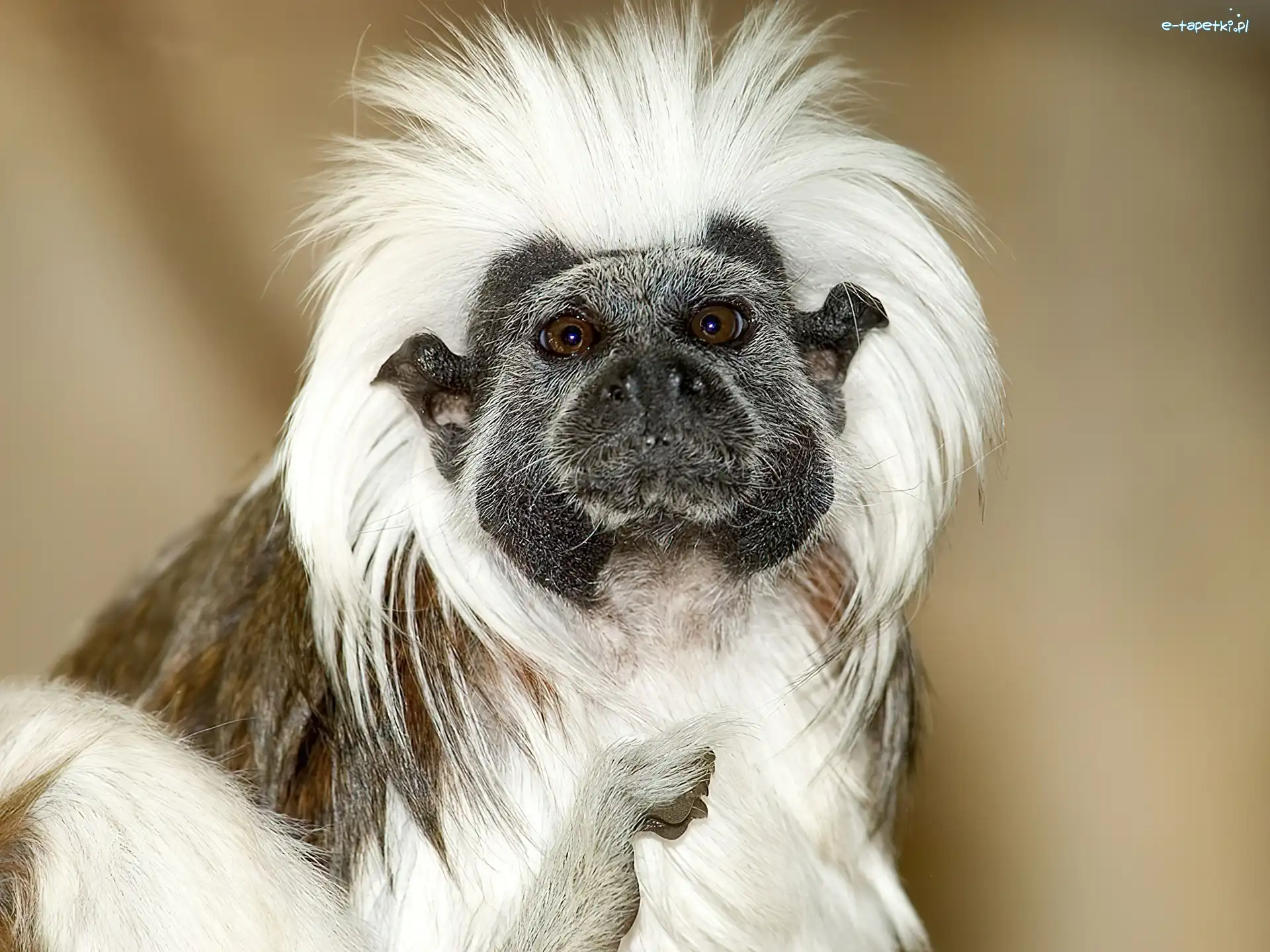 Tamarin, Małpa