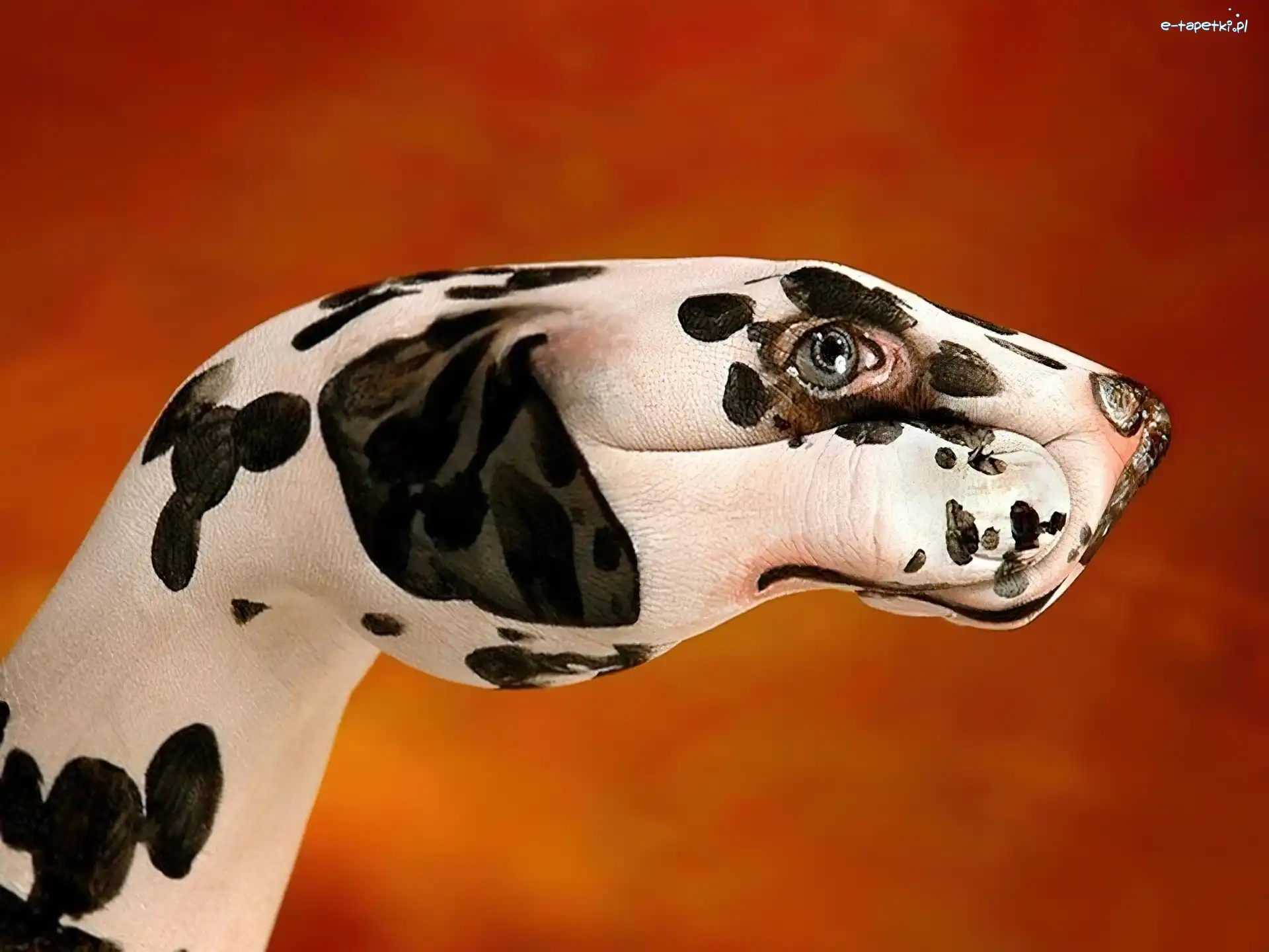 Dalmatyńczyk, Bodypaint