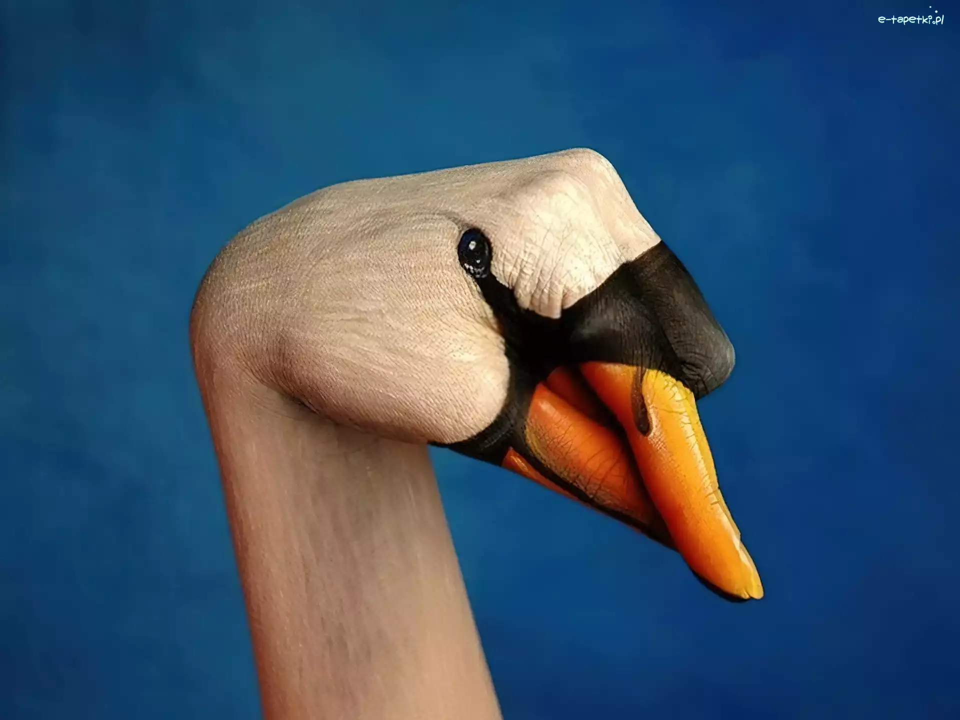 Bodypaint, Łabędź