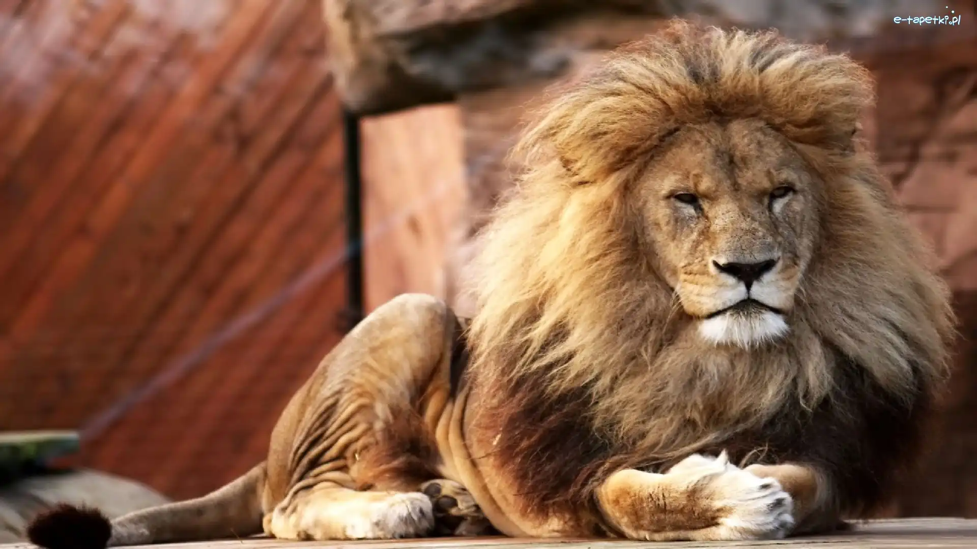 ZOO, Lew