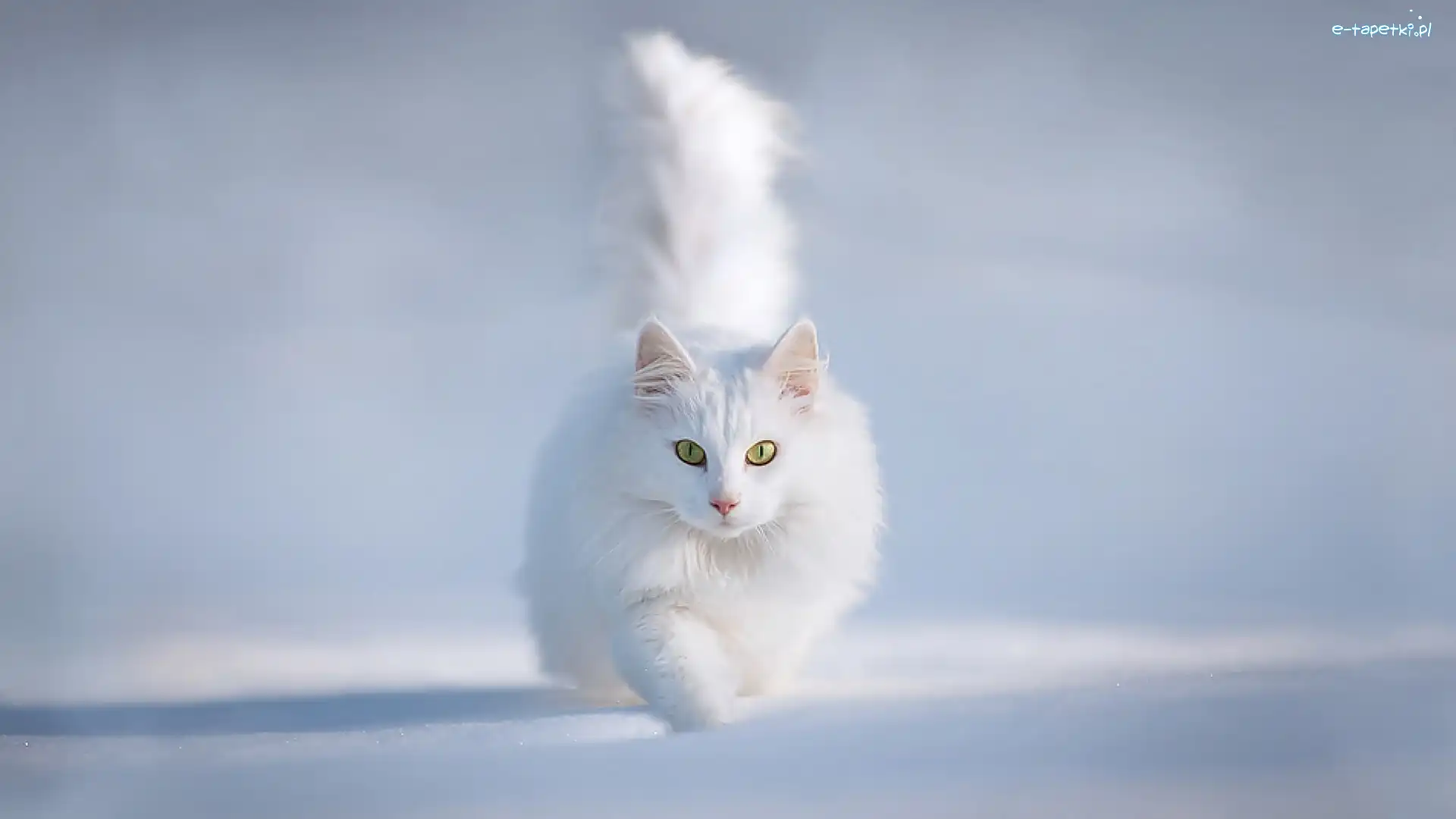 Kot turecka angora, Biały