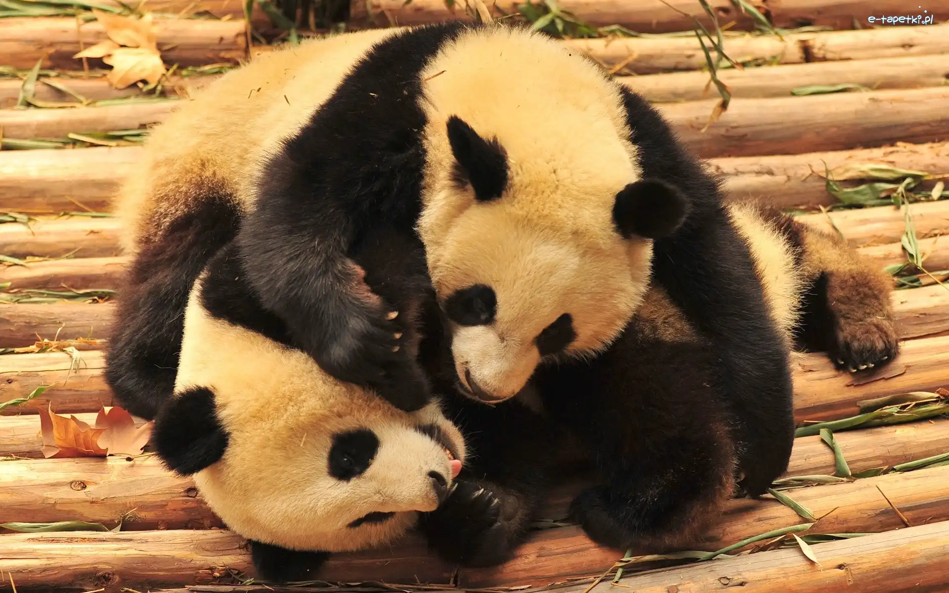 ZOO, Pandy