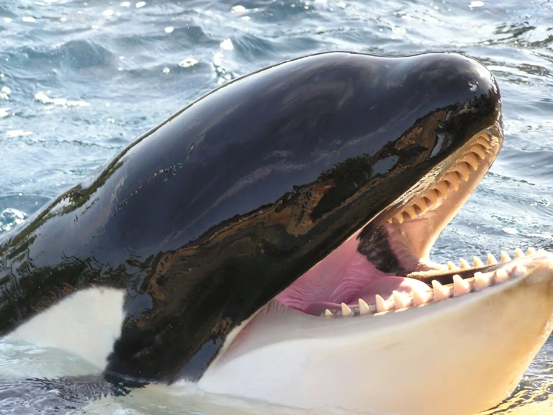 Woda, Orka