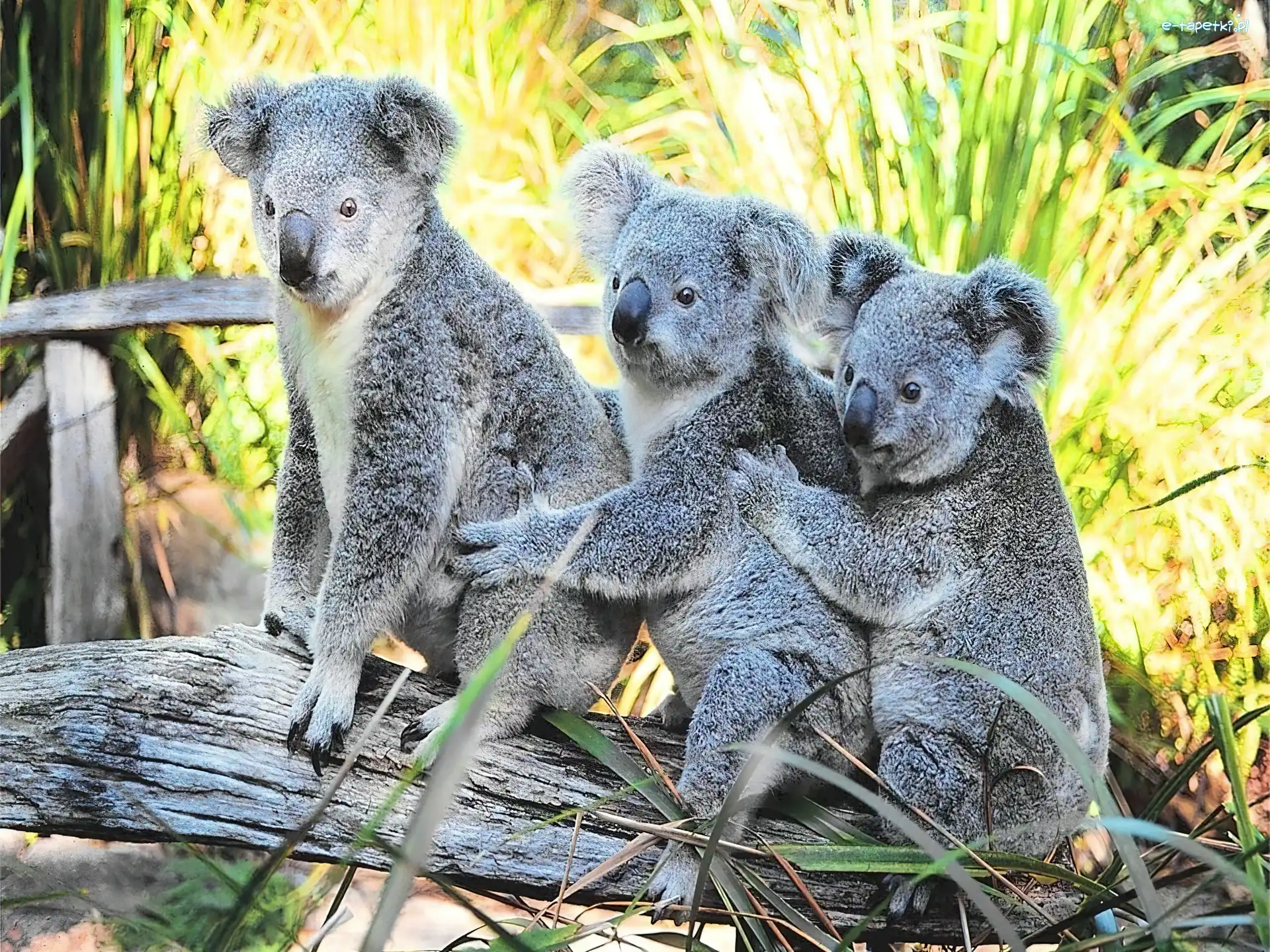 Koala, Misie