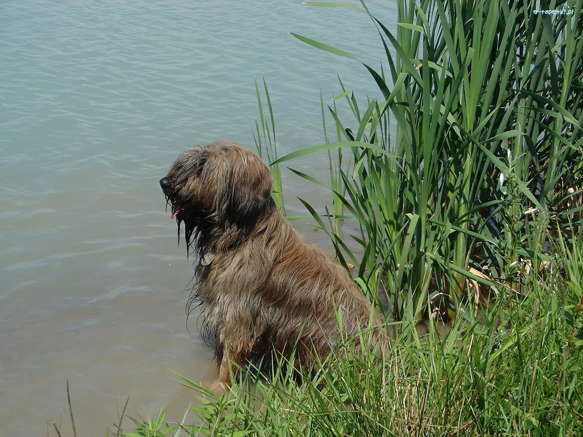 Woda, Owczarek Francuski Briard
