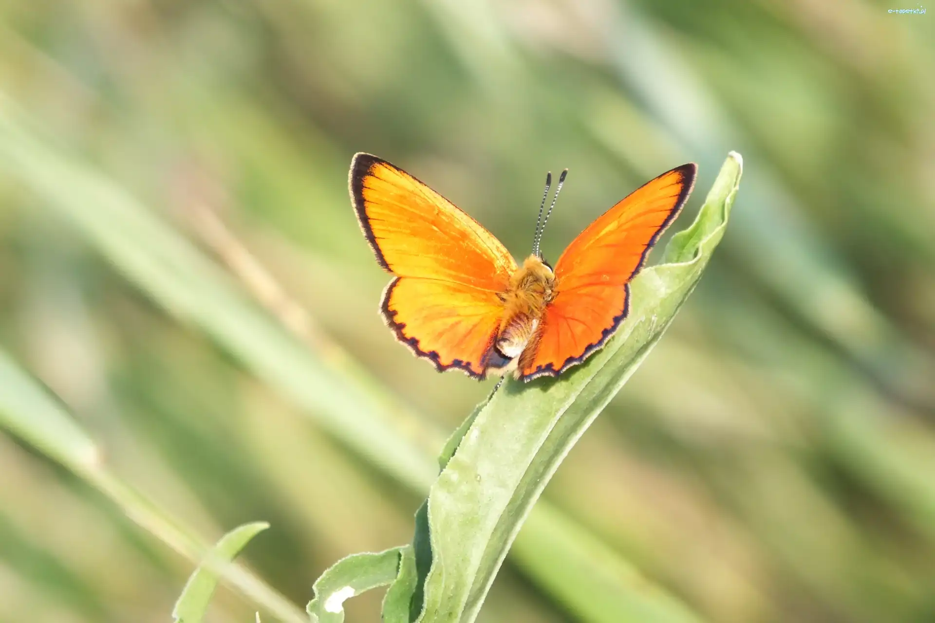 Motyl, Pomarańczowy