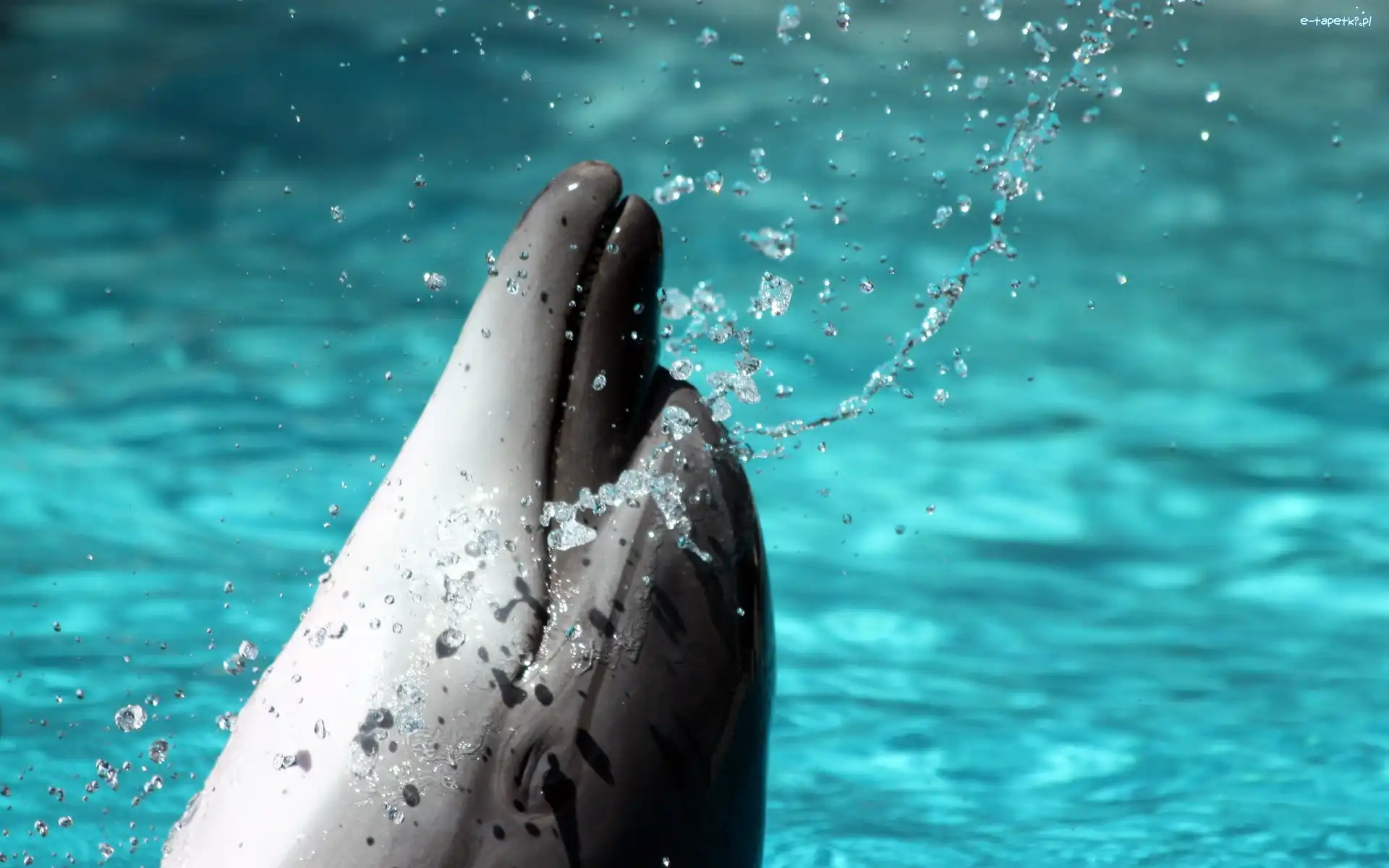 Woda, Delfin