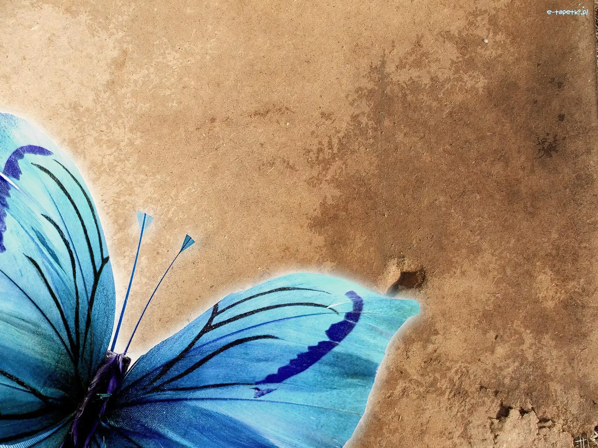 Motyl, Niebieski