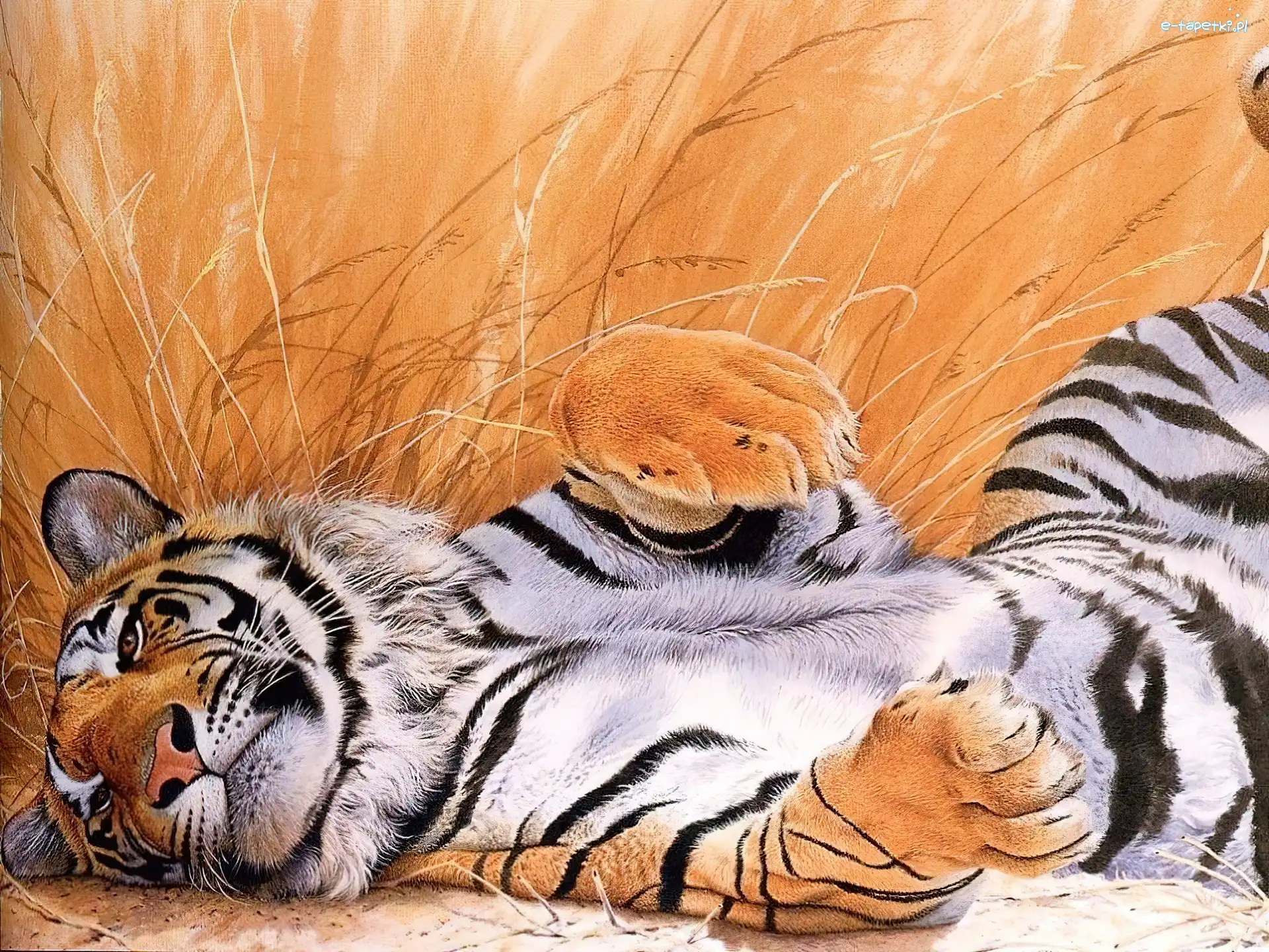 Grafika, Odpoczynek, Tygrys