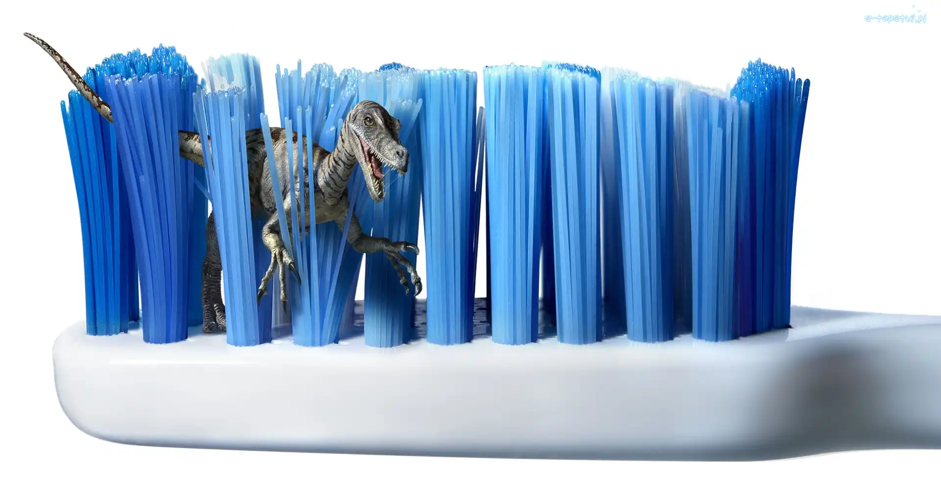 Dinozaur, Mały, Szczoteczka