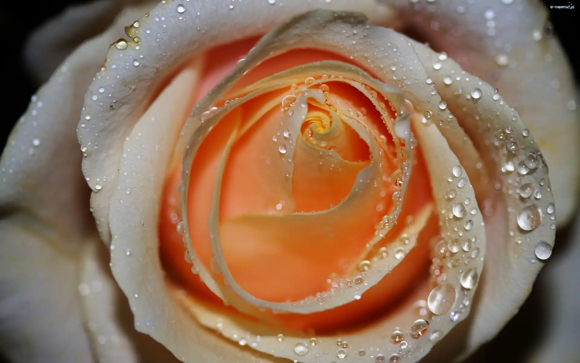 Rosa, Herbaciana, Róża