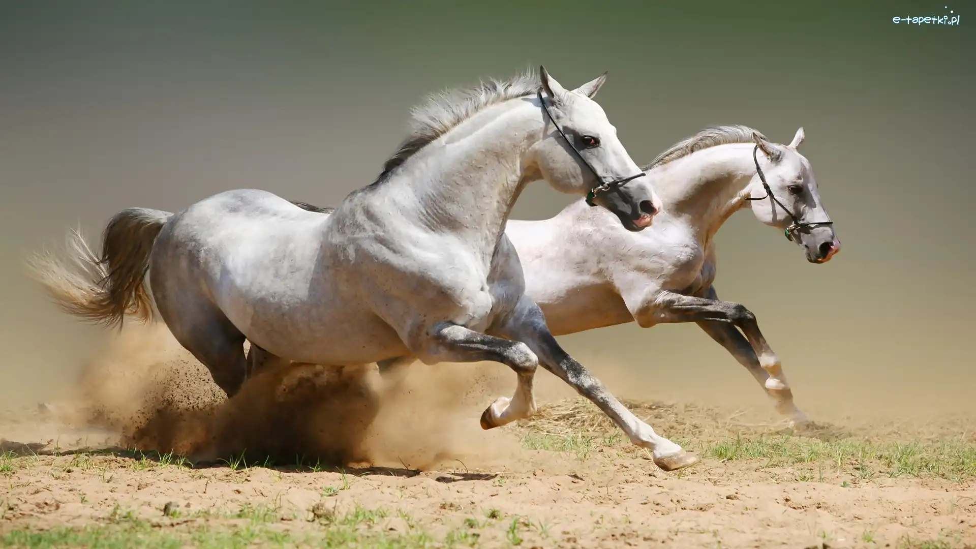 Galop, Konie