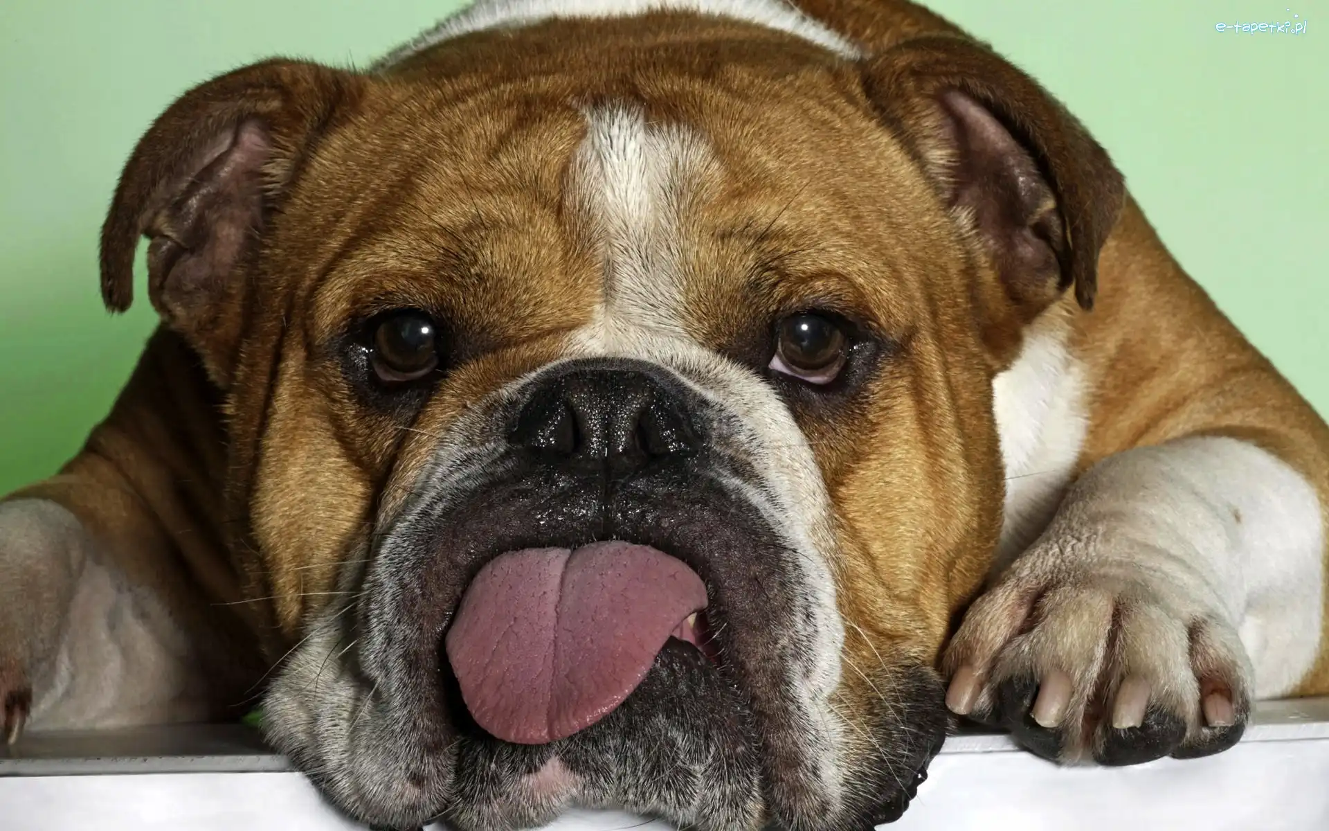 Język, Buldog