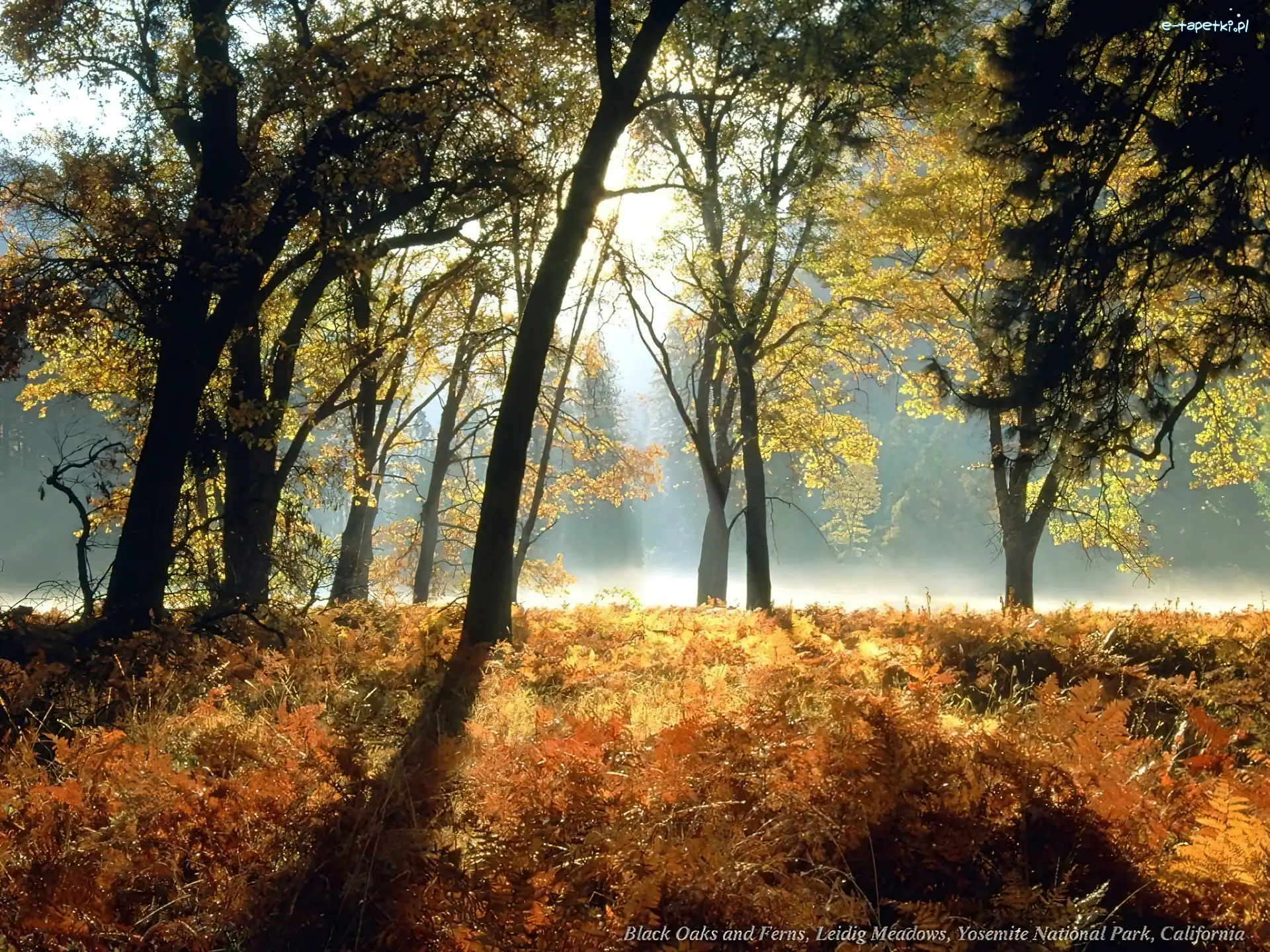 Paprocie, Przechodzące Światło Jesień, Las