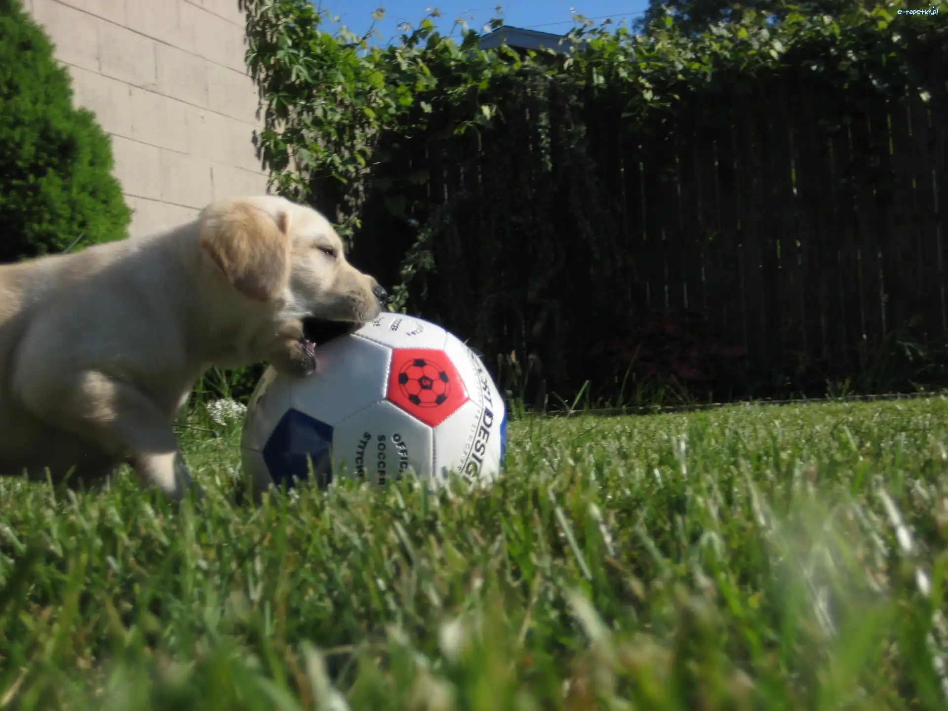 Piłka, Golden Retriever