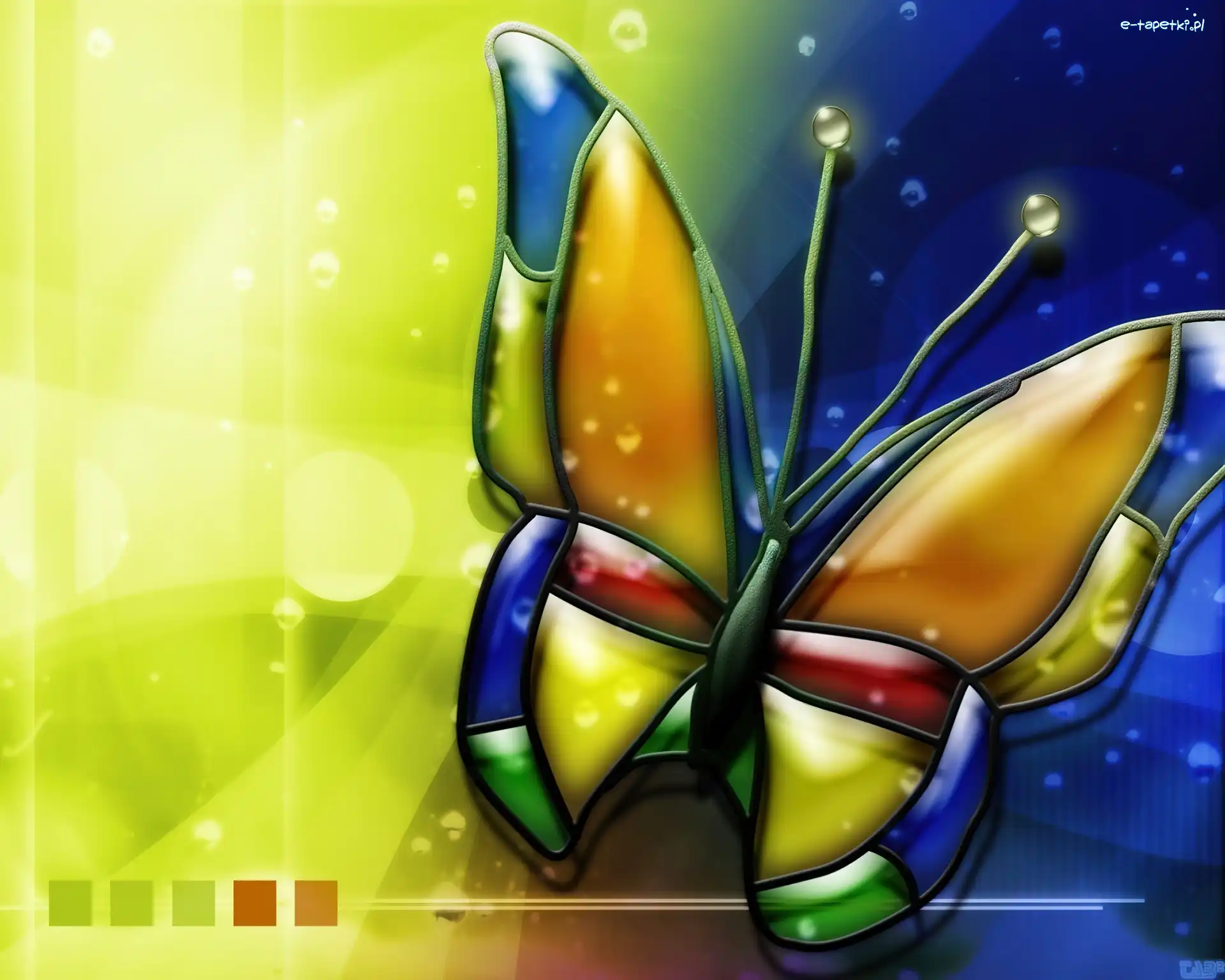 Motyl, Kolorowy
