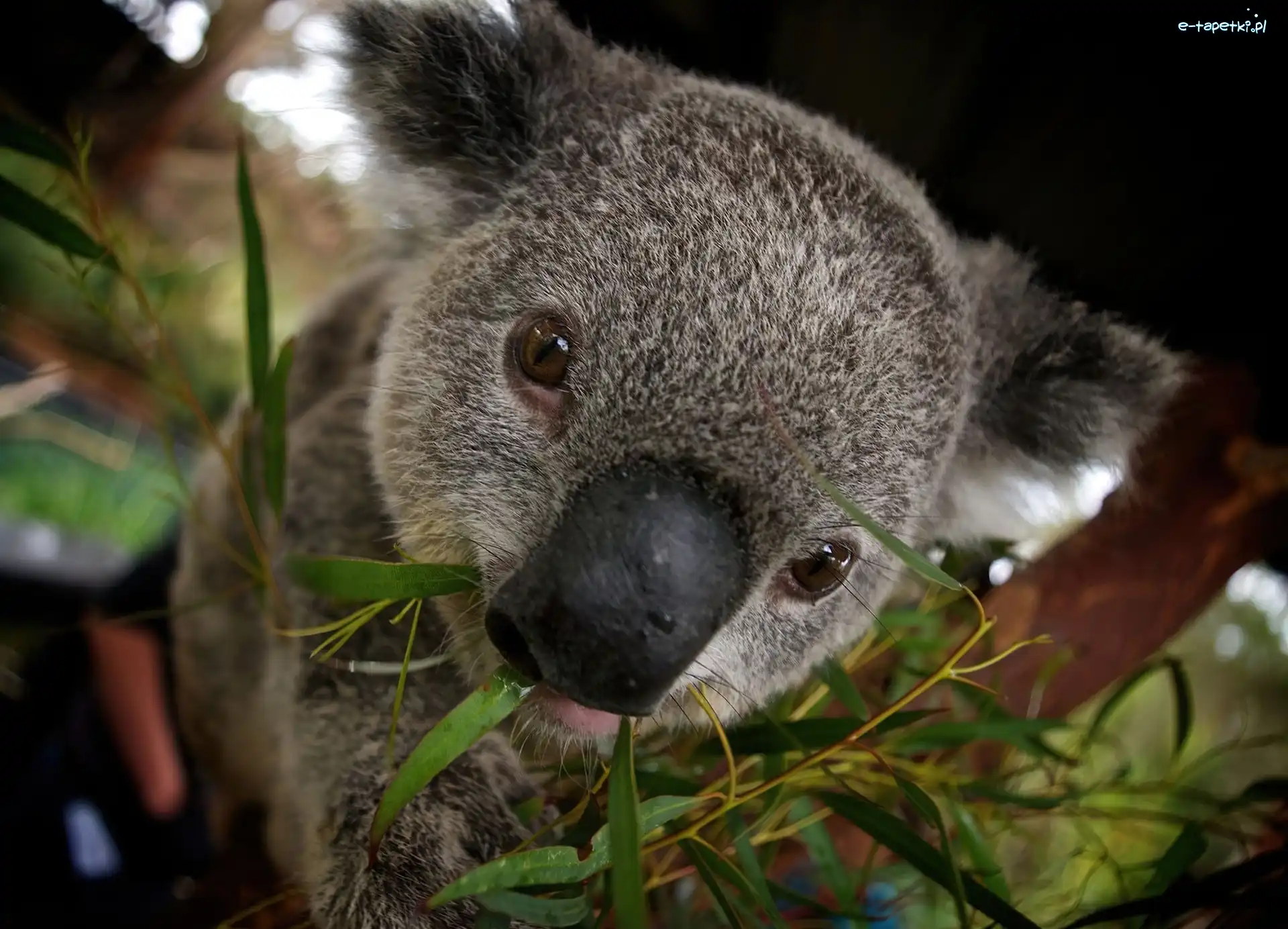 Drzewo, Koala, Miś