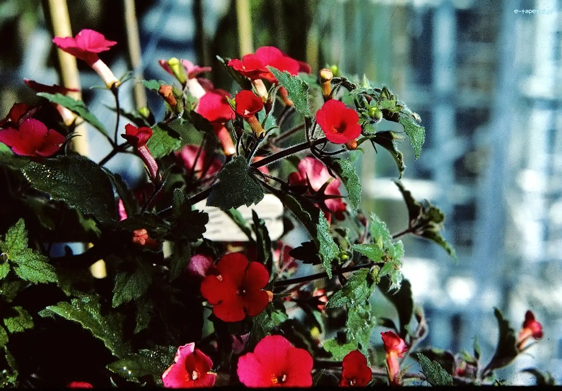 Doniczka, Achimenes