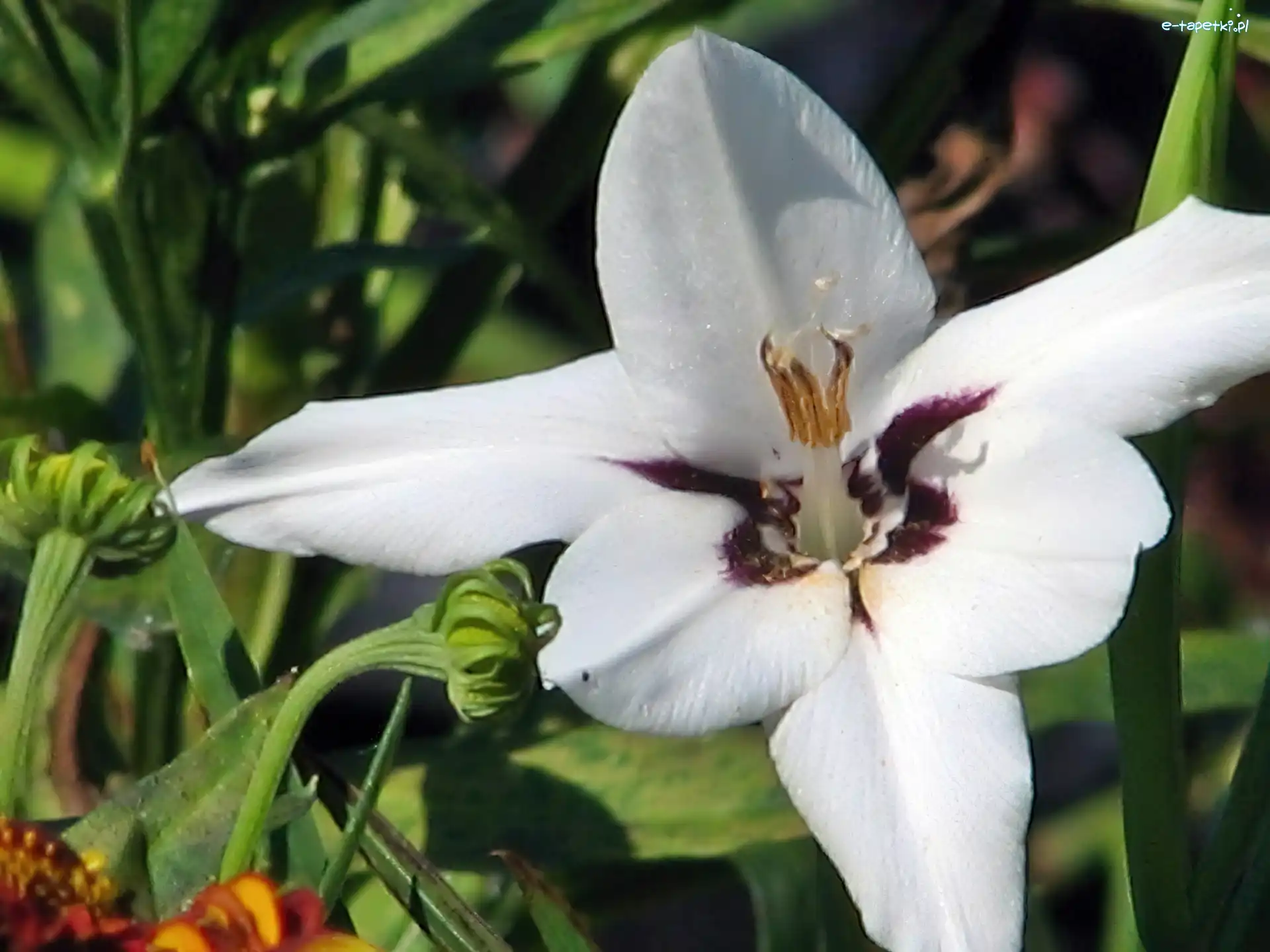 Acidanthera