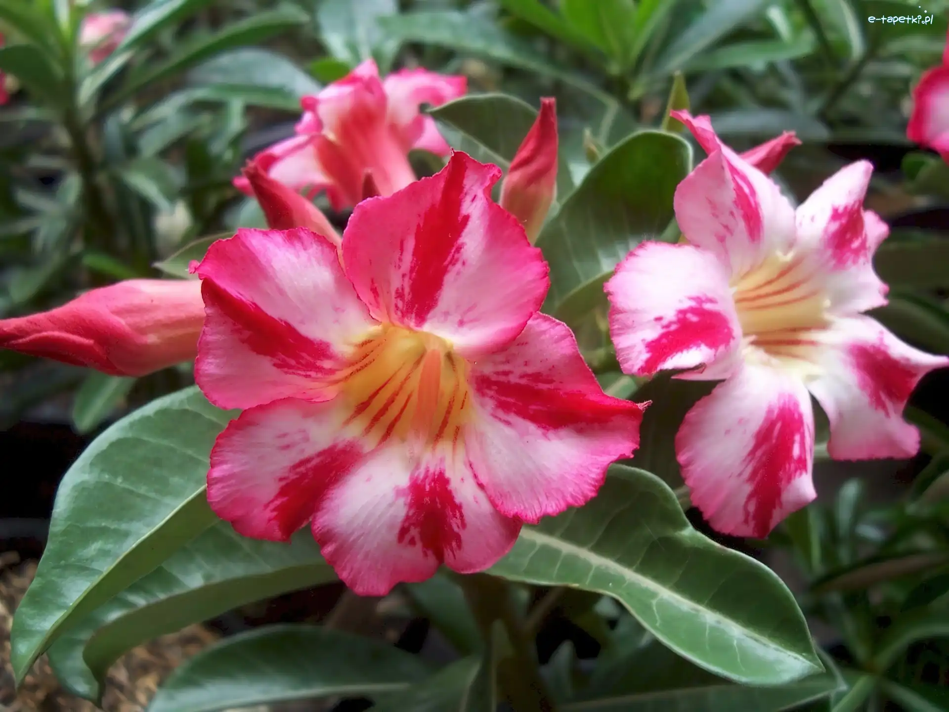 Kwiaty, Adenium