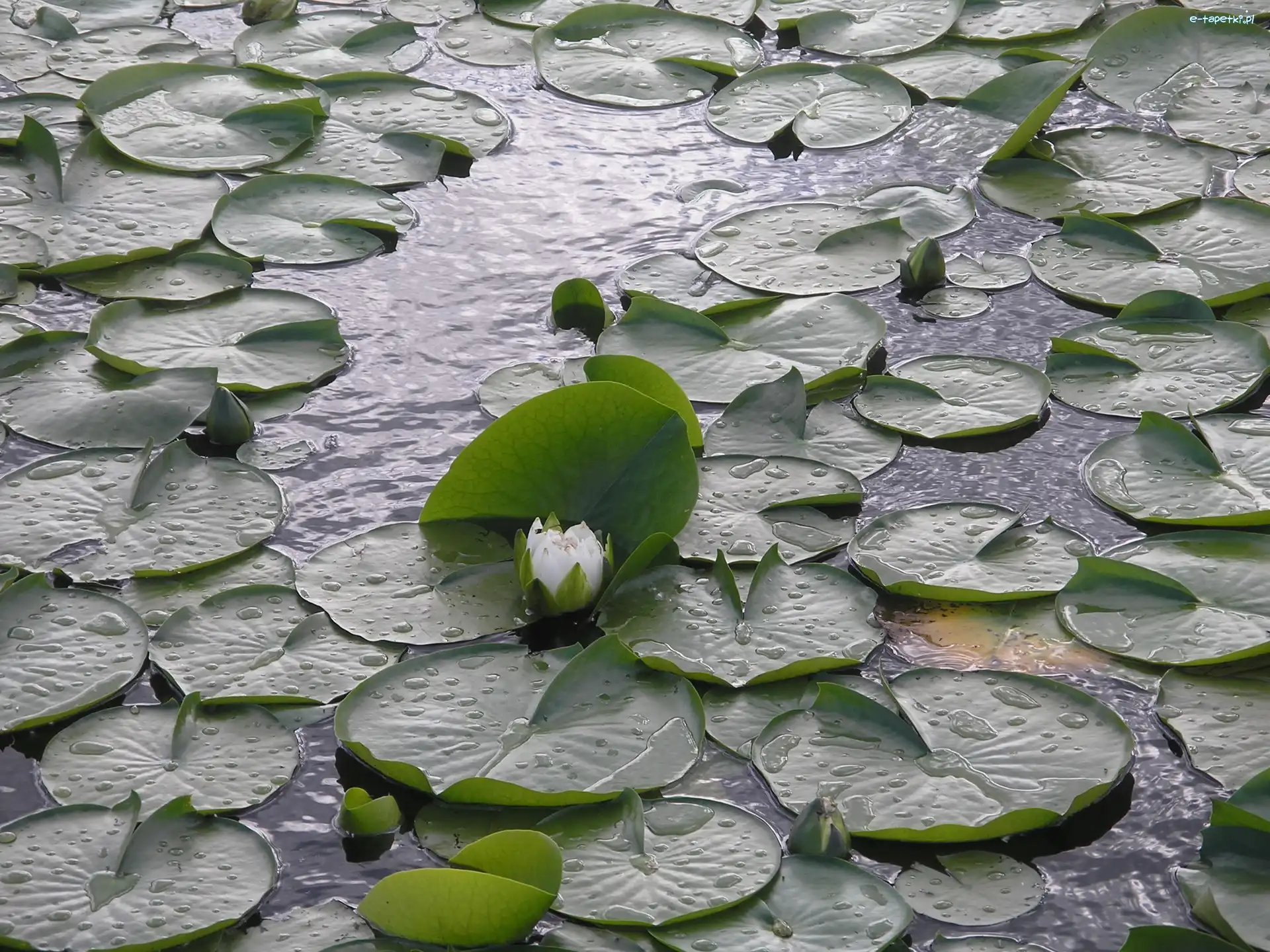Burnaby, Lilie Wodne Jezioro