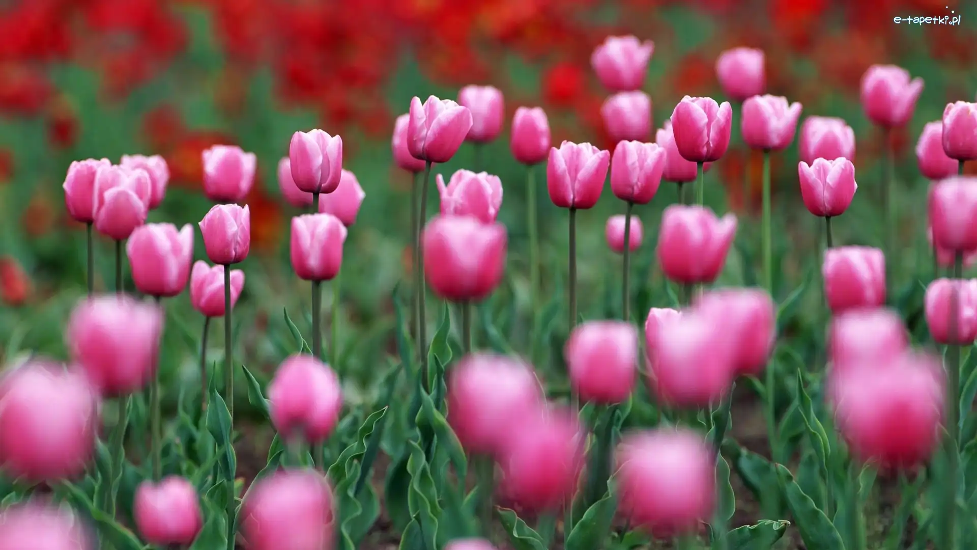 Tulipany, Różowe, Łąka