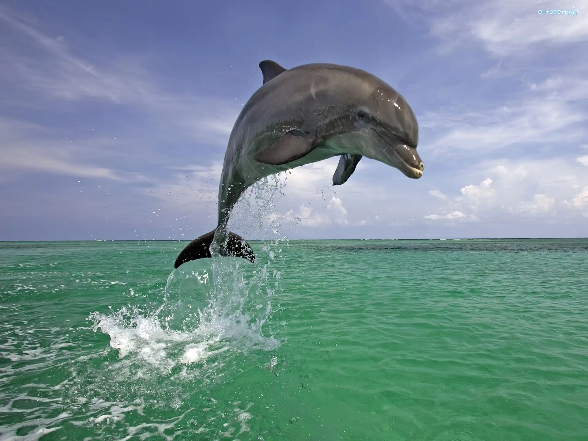 Wyskok, Woda, Delfin