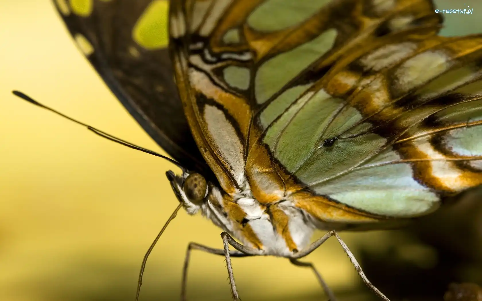 Zbliżenie, Motyl
