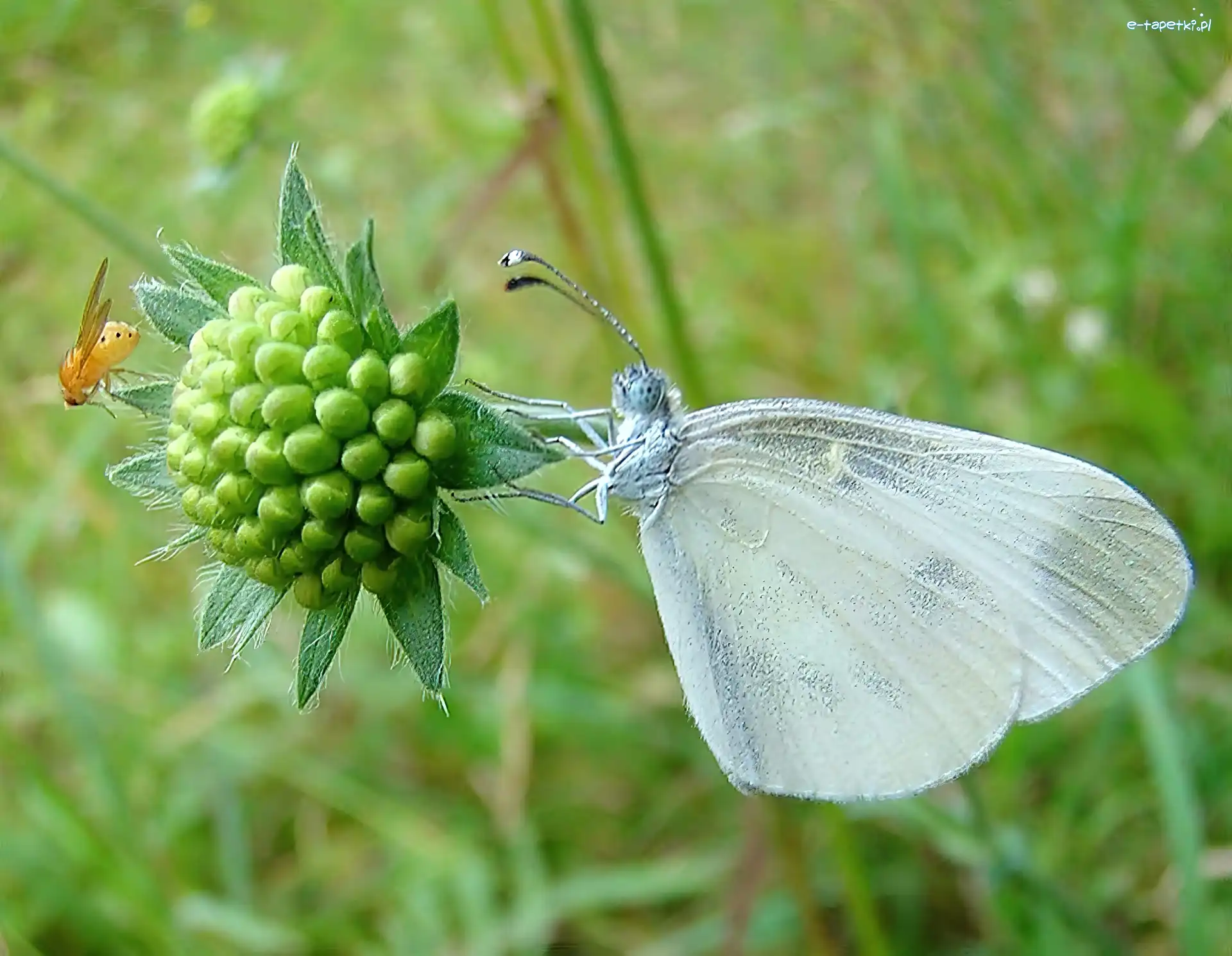 Bielinek, Motyl, Biały