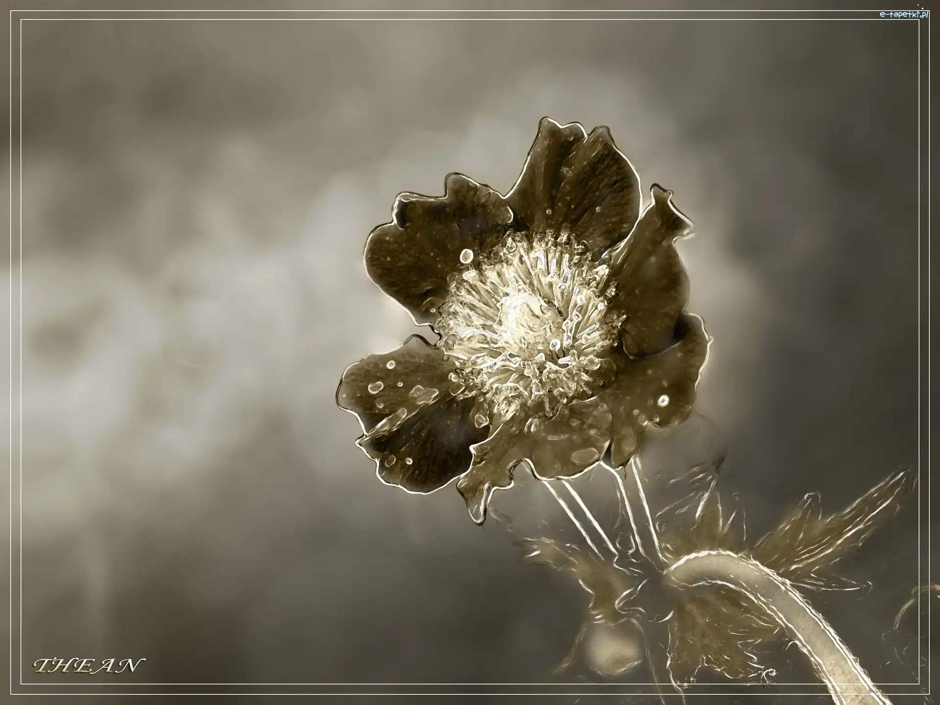 Sepia, Kwiatek