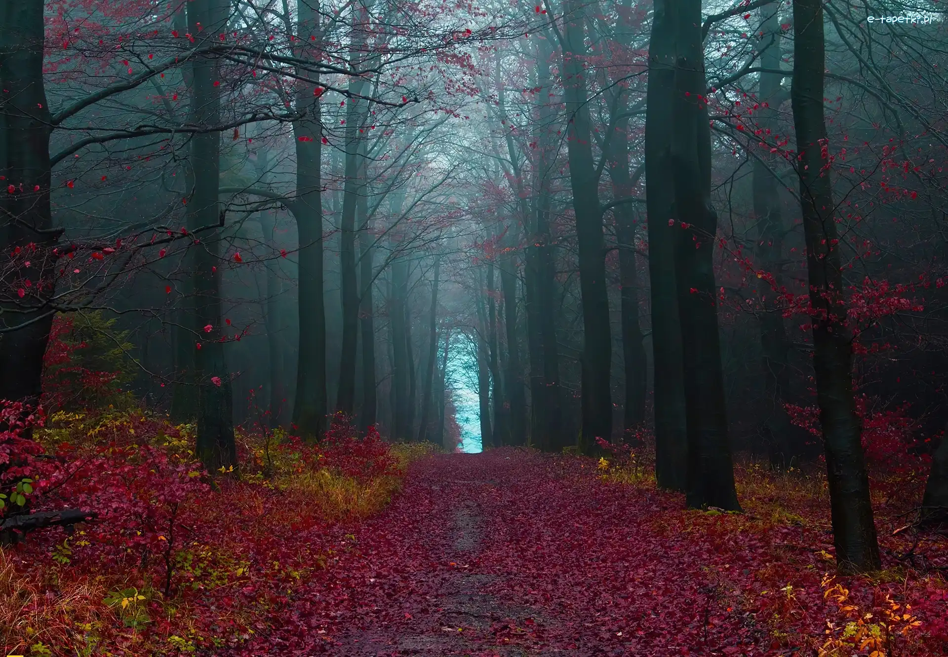 Mgła, Las, Kolorowy