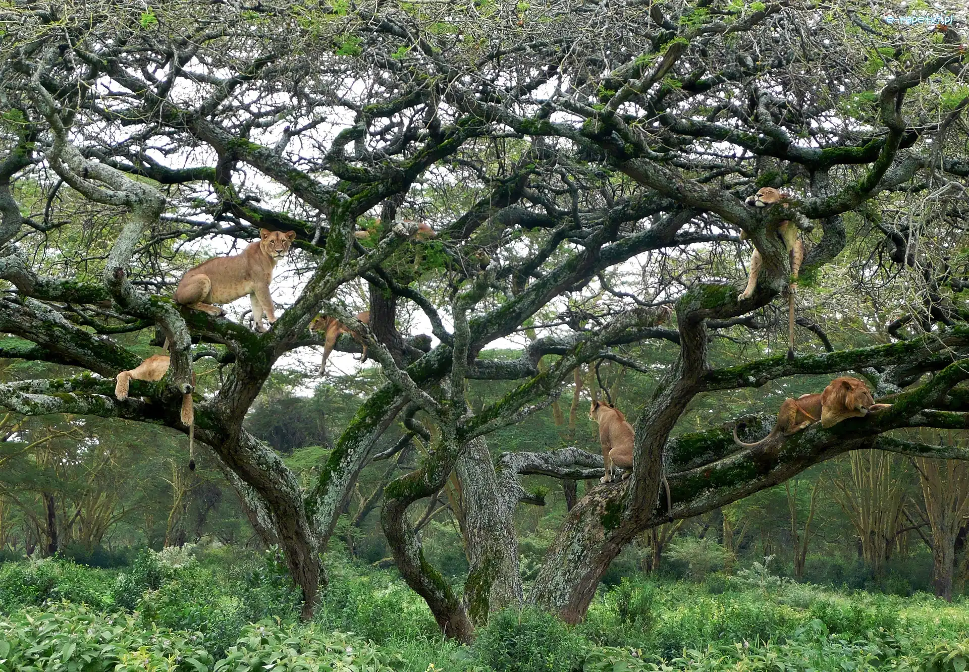 Kenia, Drzewo, Lwy