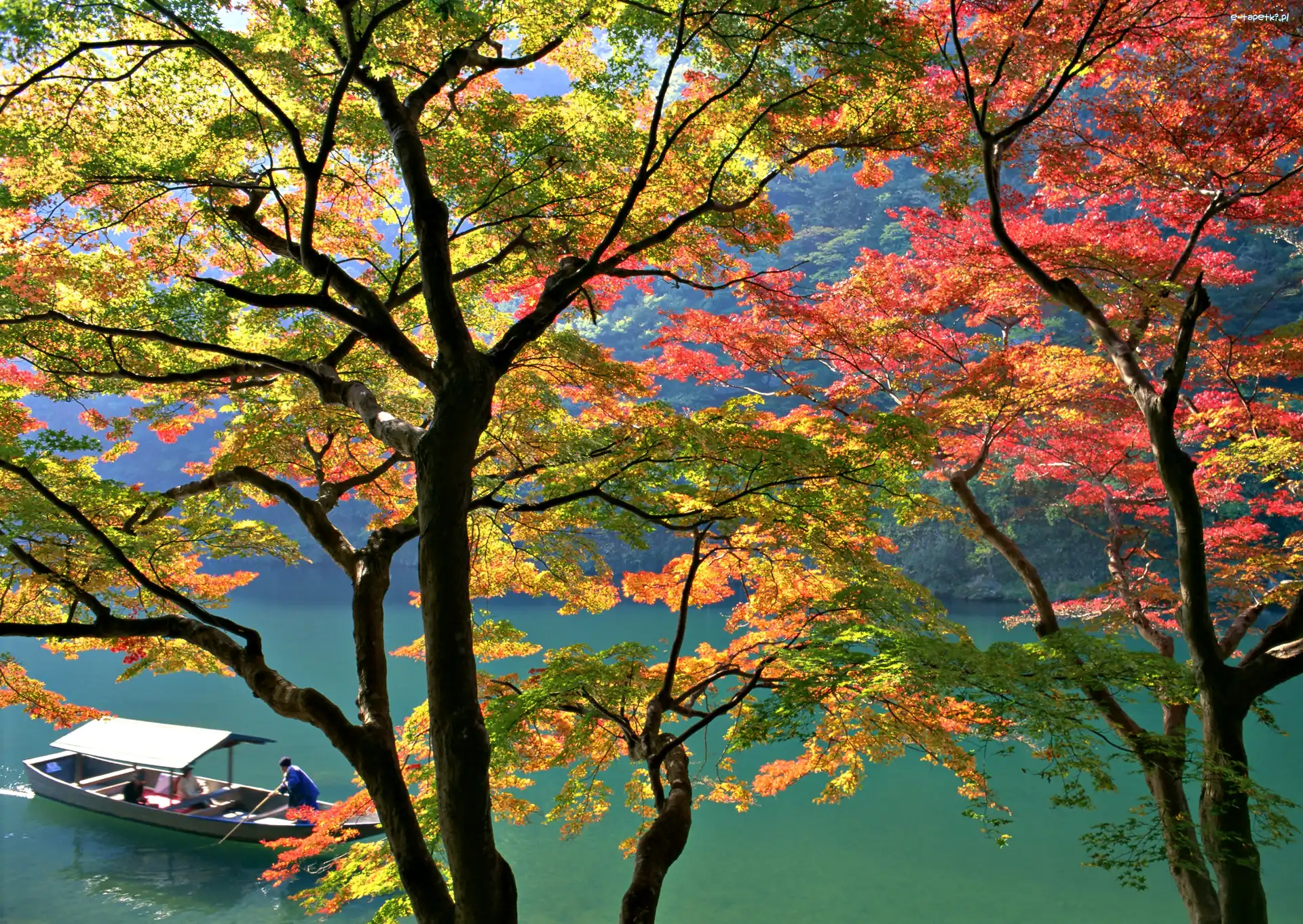 Japonia, Rzeka, Drzewa