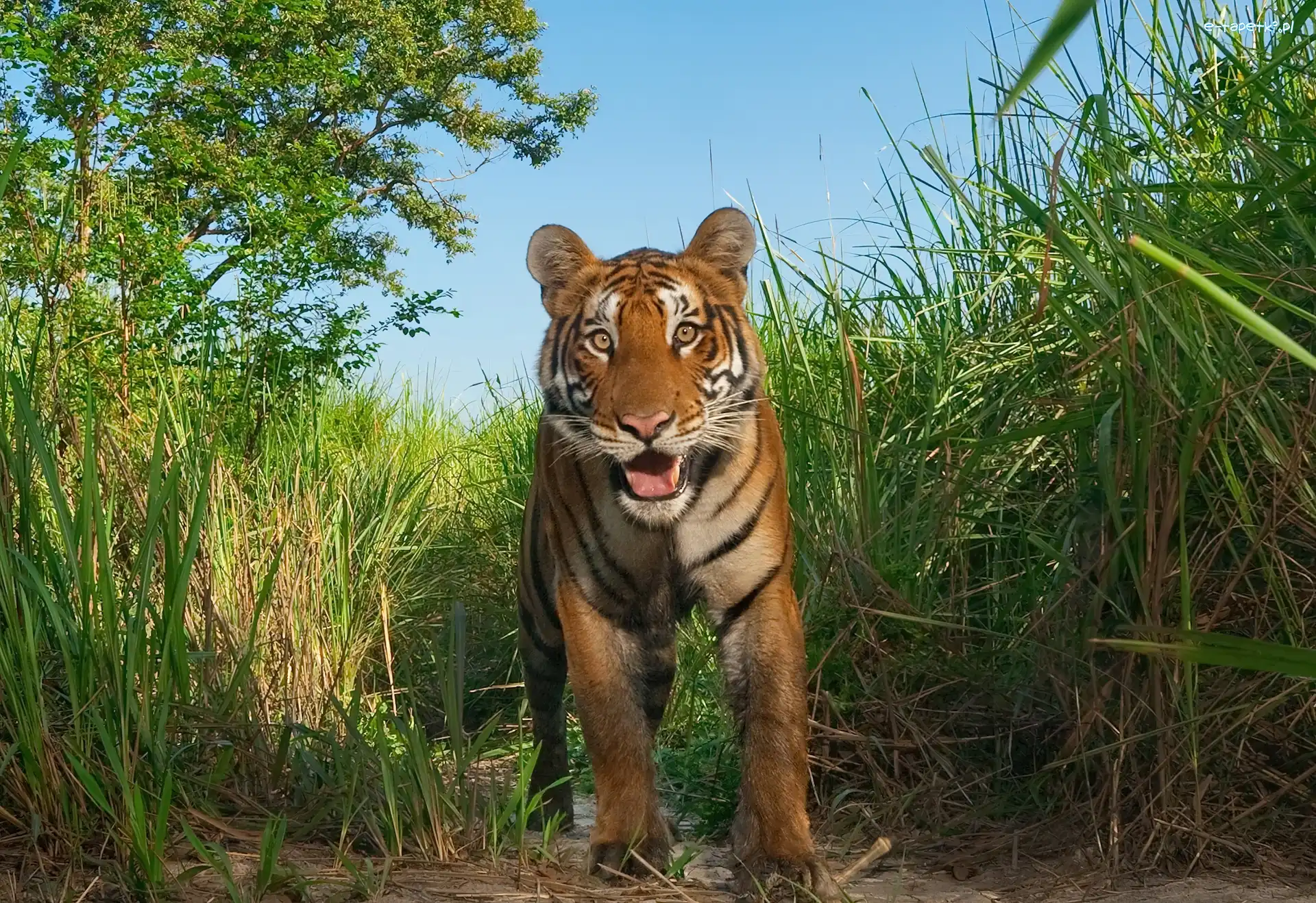 Kaziranga, Tygrys