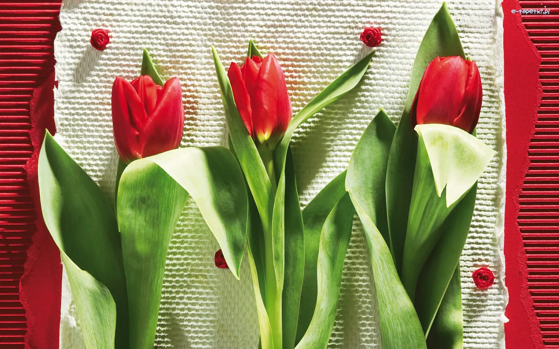 Tulipany, Kwiaty, Kompozycja