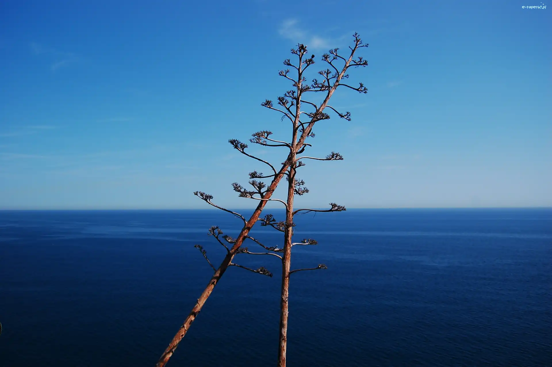 Hiszpania, Tossa de Mar, Costa Brava, Agawy, Kwiaty