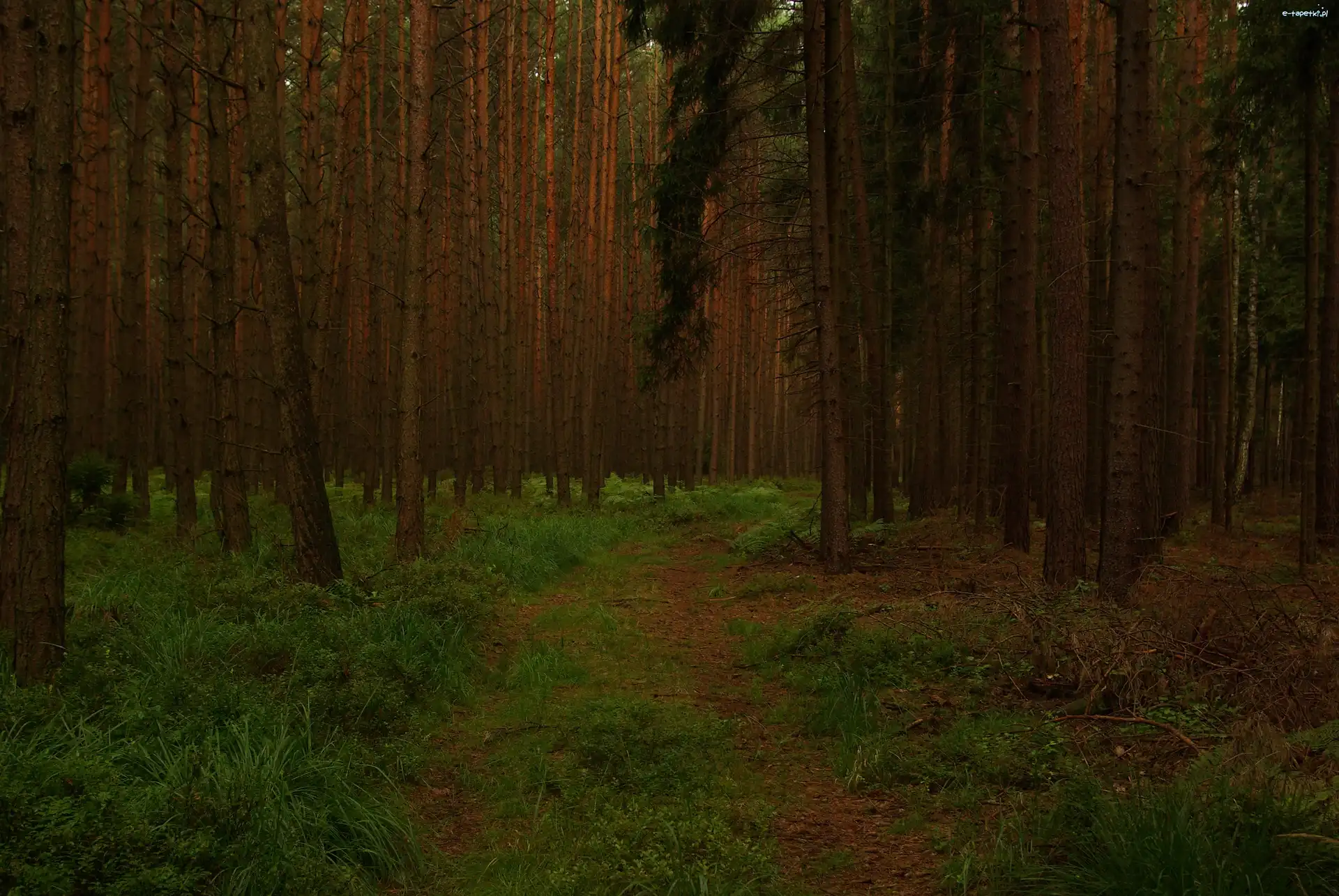Ścieżka, Las