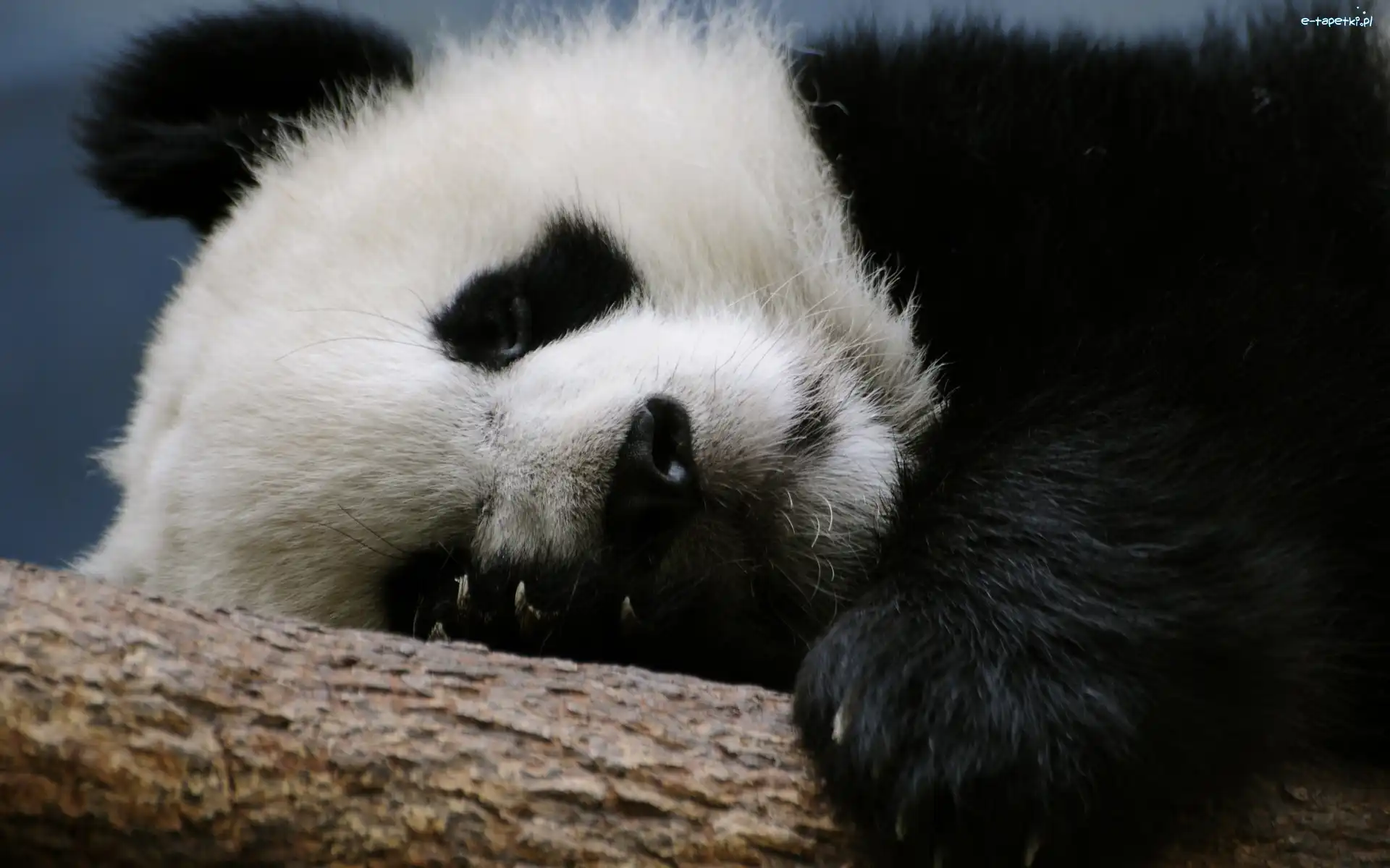 Drzewo, Panda, Mis