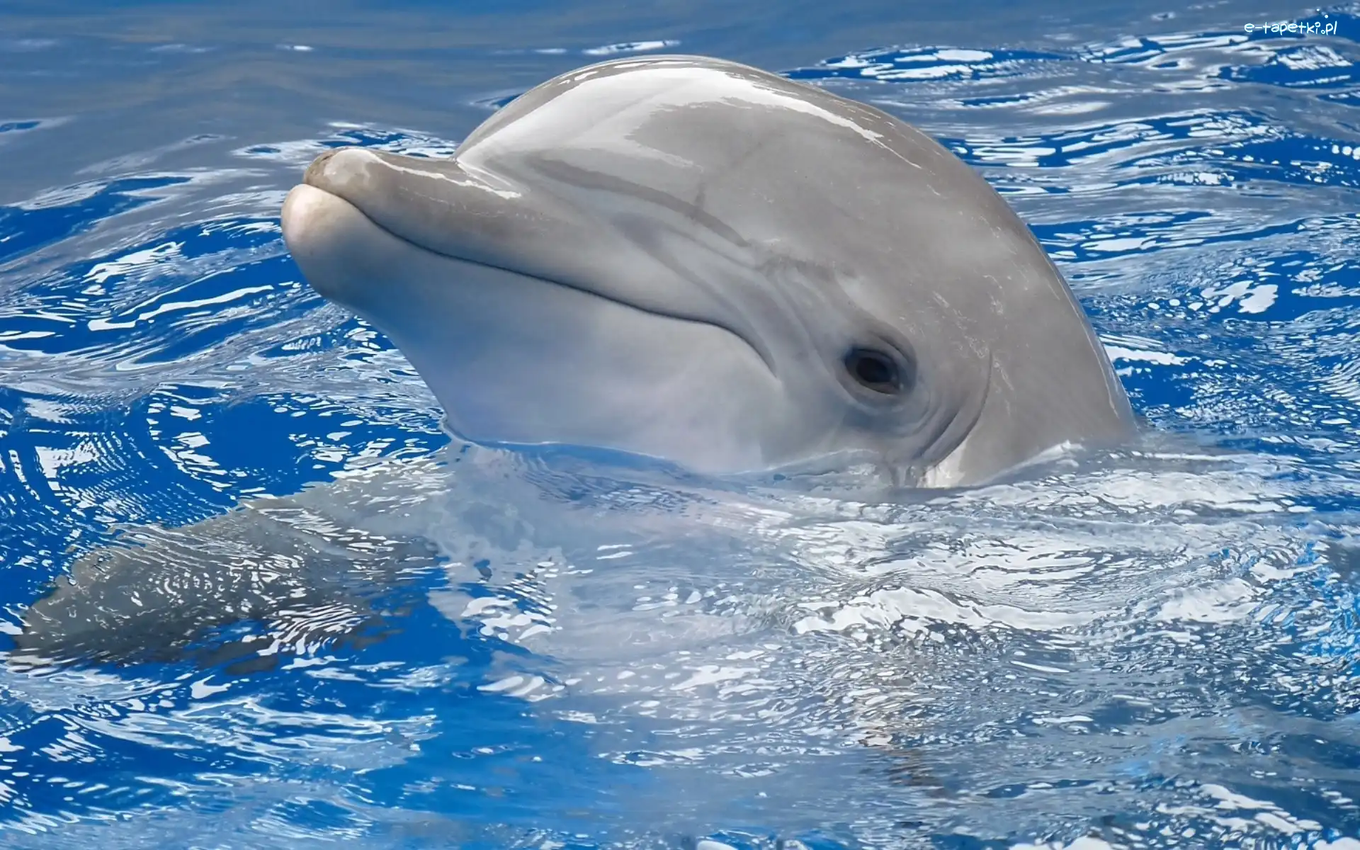 Woda, Delfin, Zadowolony