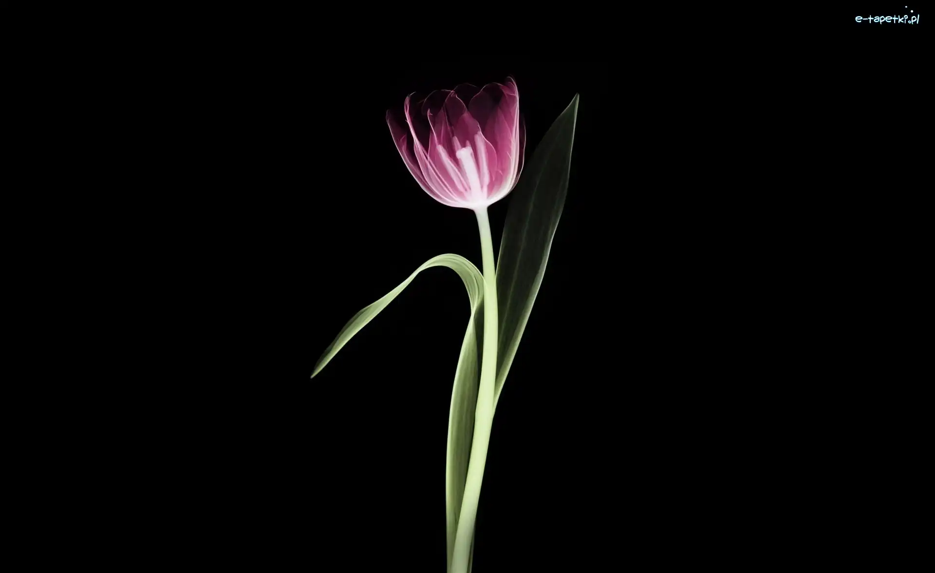Tulipan, Fioletowy