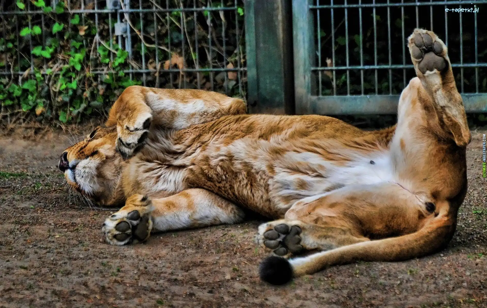 Zoologiczny, Ogród, Lew