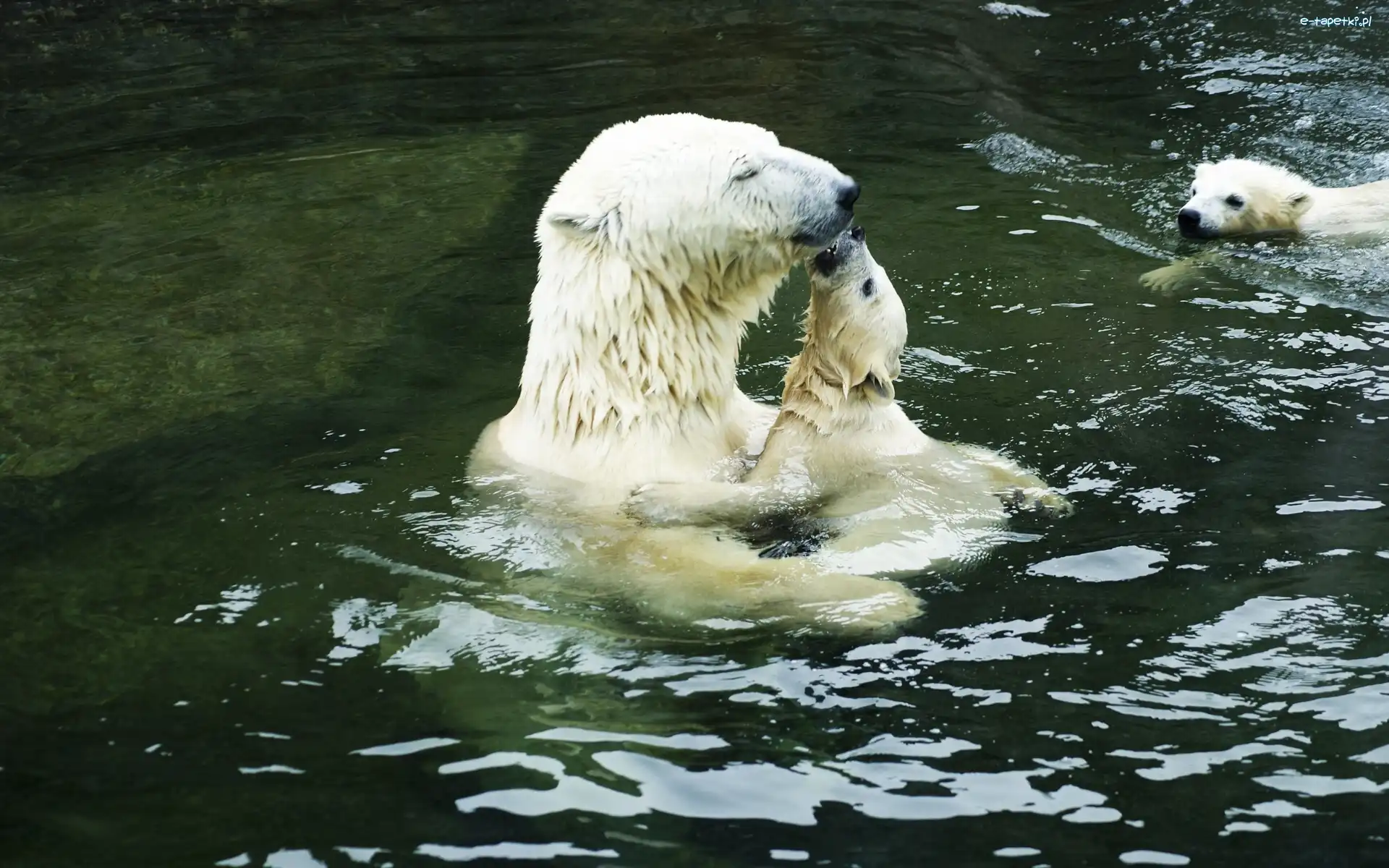 Kąpiel, Polarne, Misie