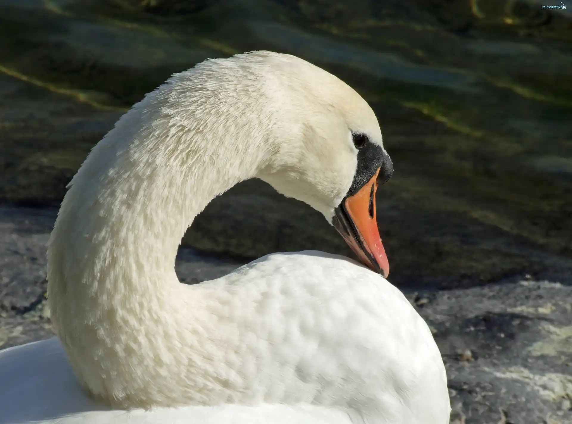 Łabędź, Biały